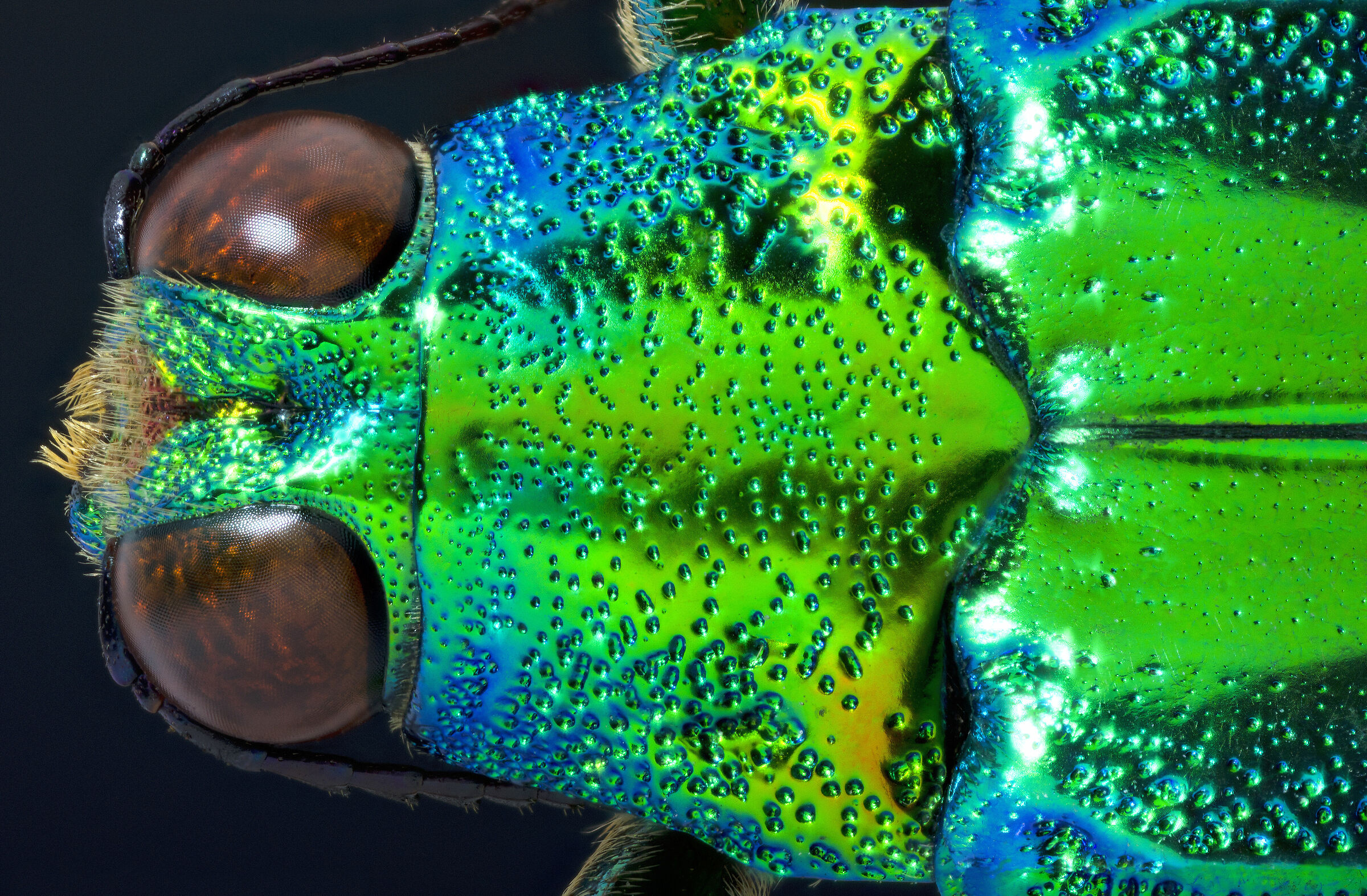 Chysochroa fulminans