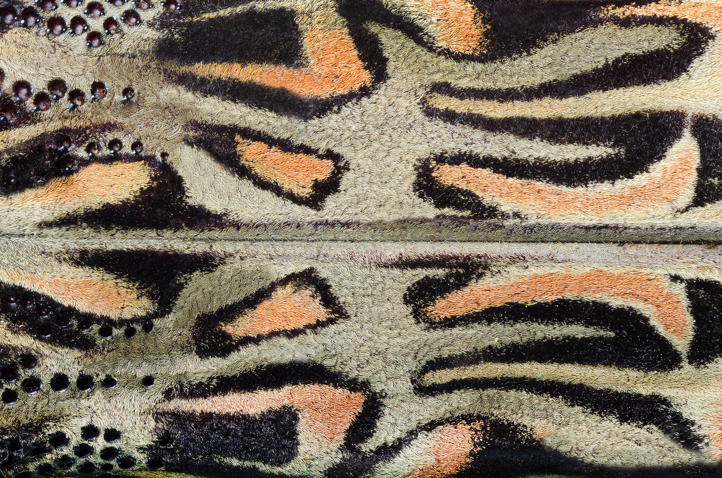 Acrocinus longimanus