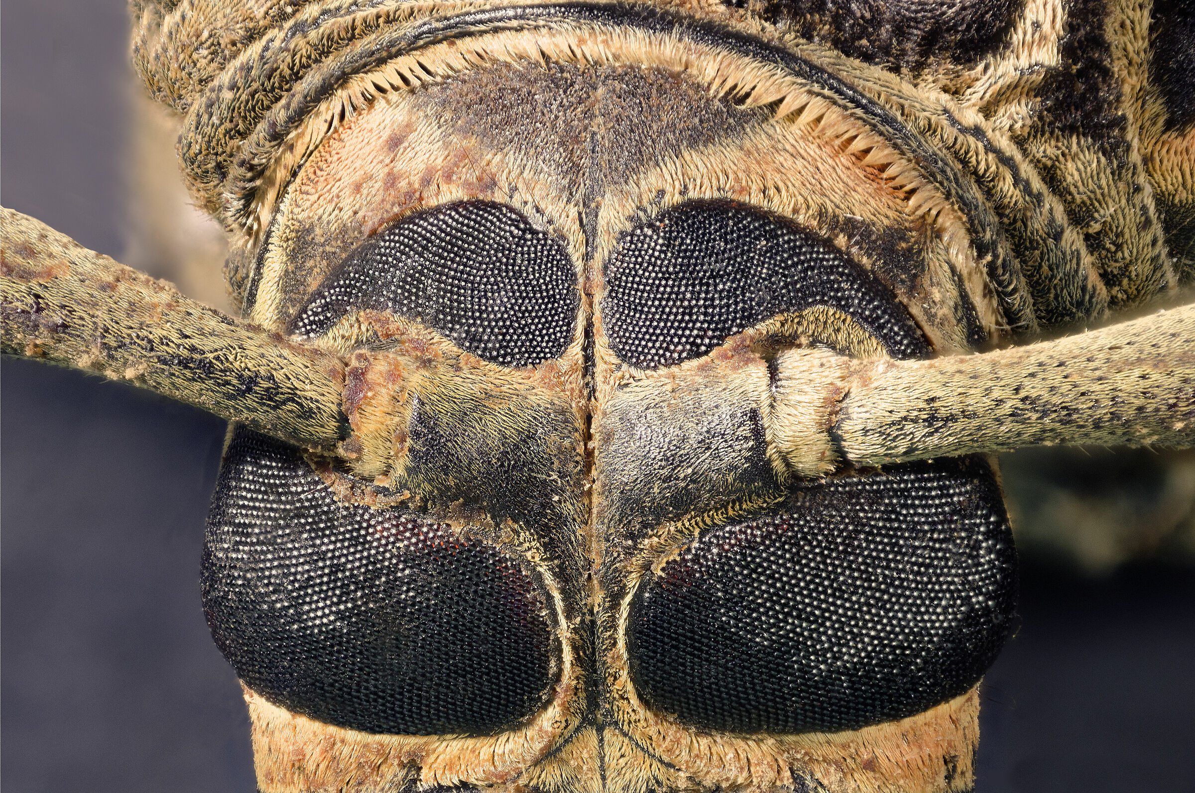 Acrocinus longimanus