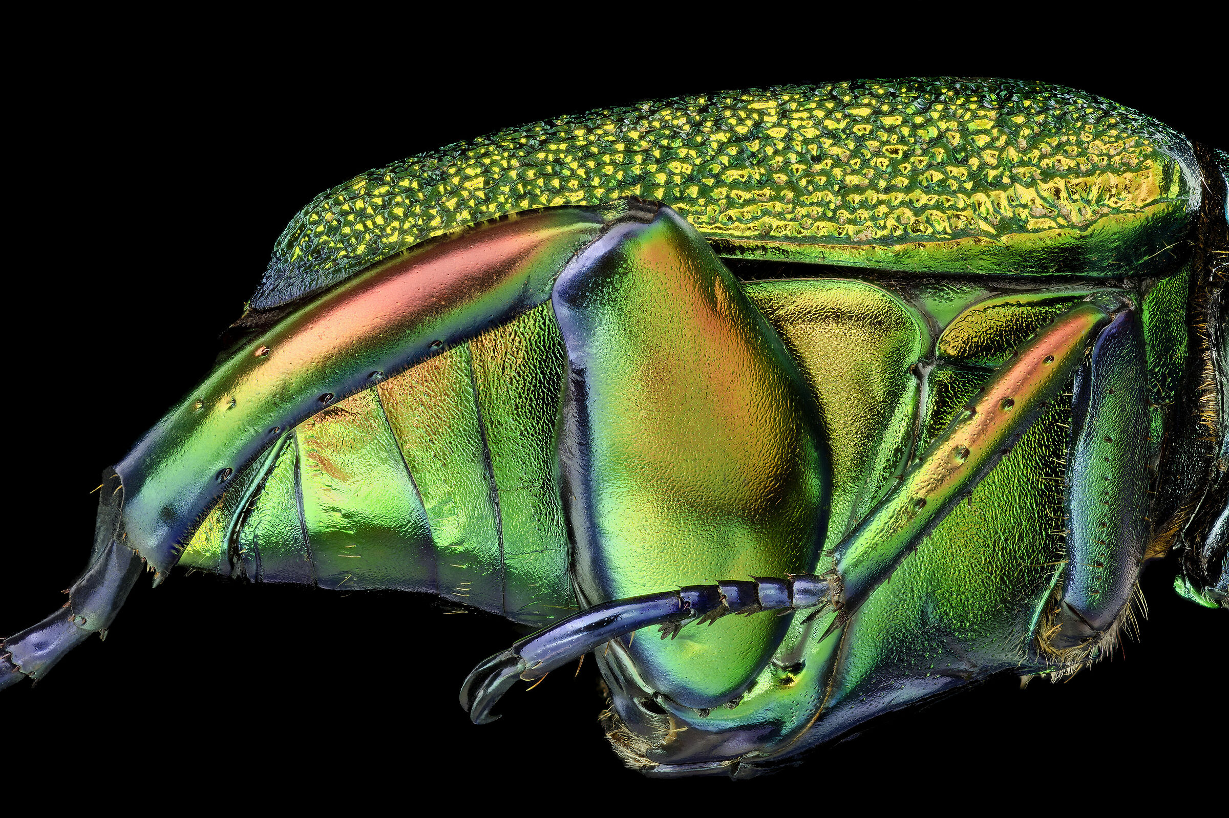 Chrysophora chrysochlora male