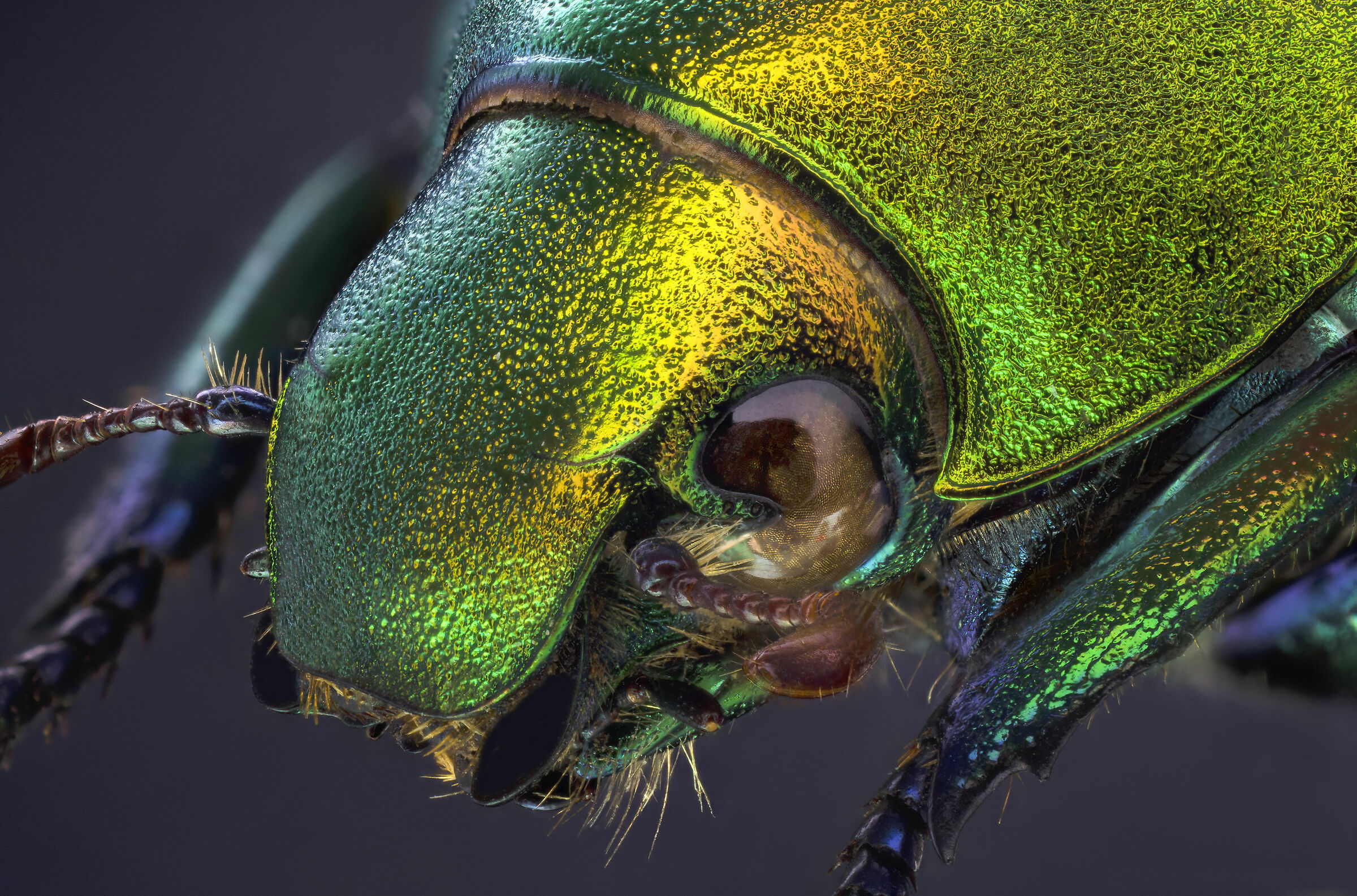 Chrysophora chrysochlora male