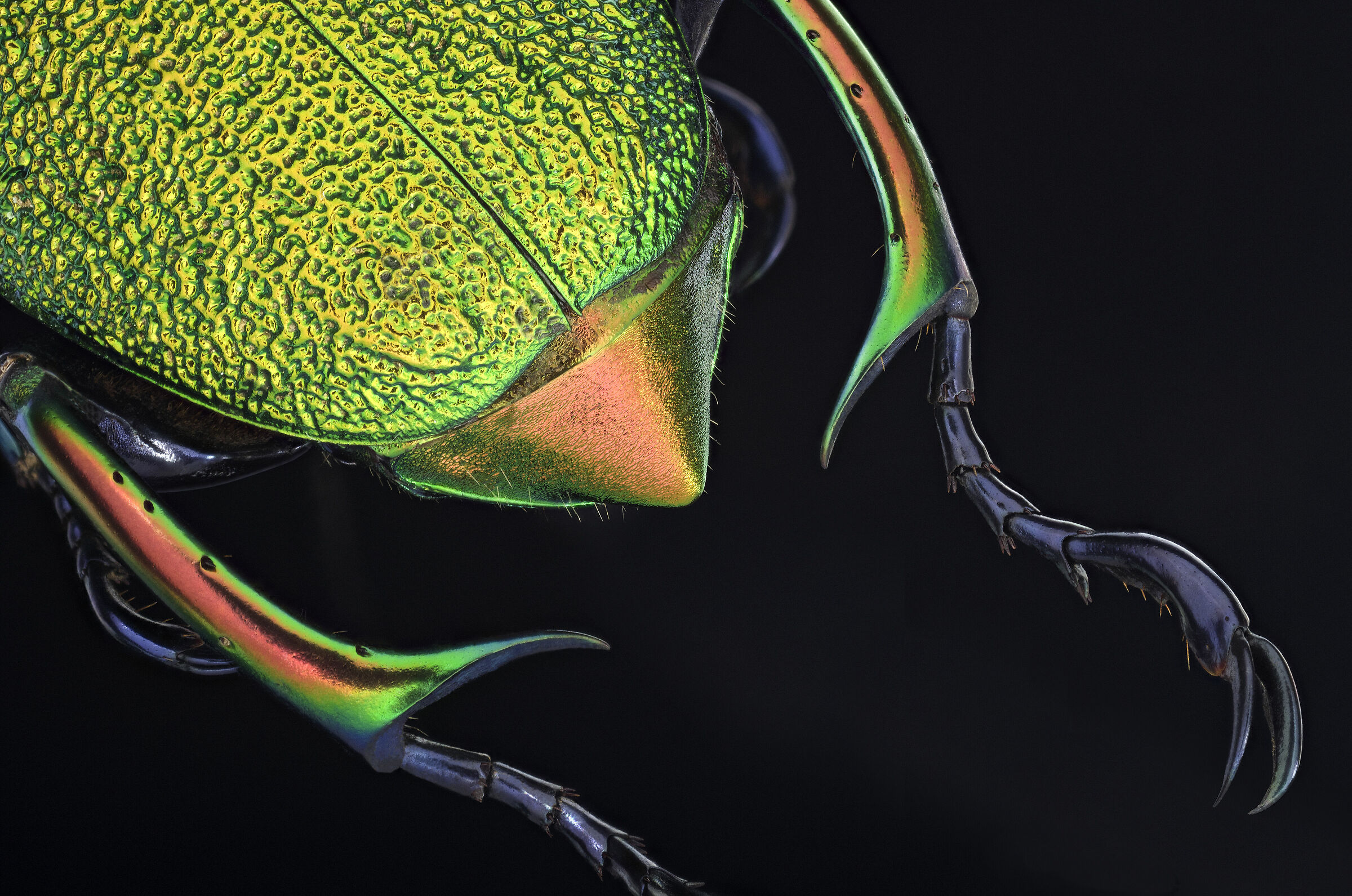 Chrysophora chrysochlora male