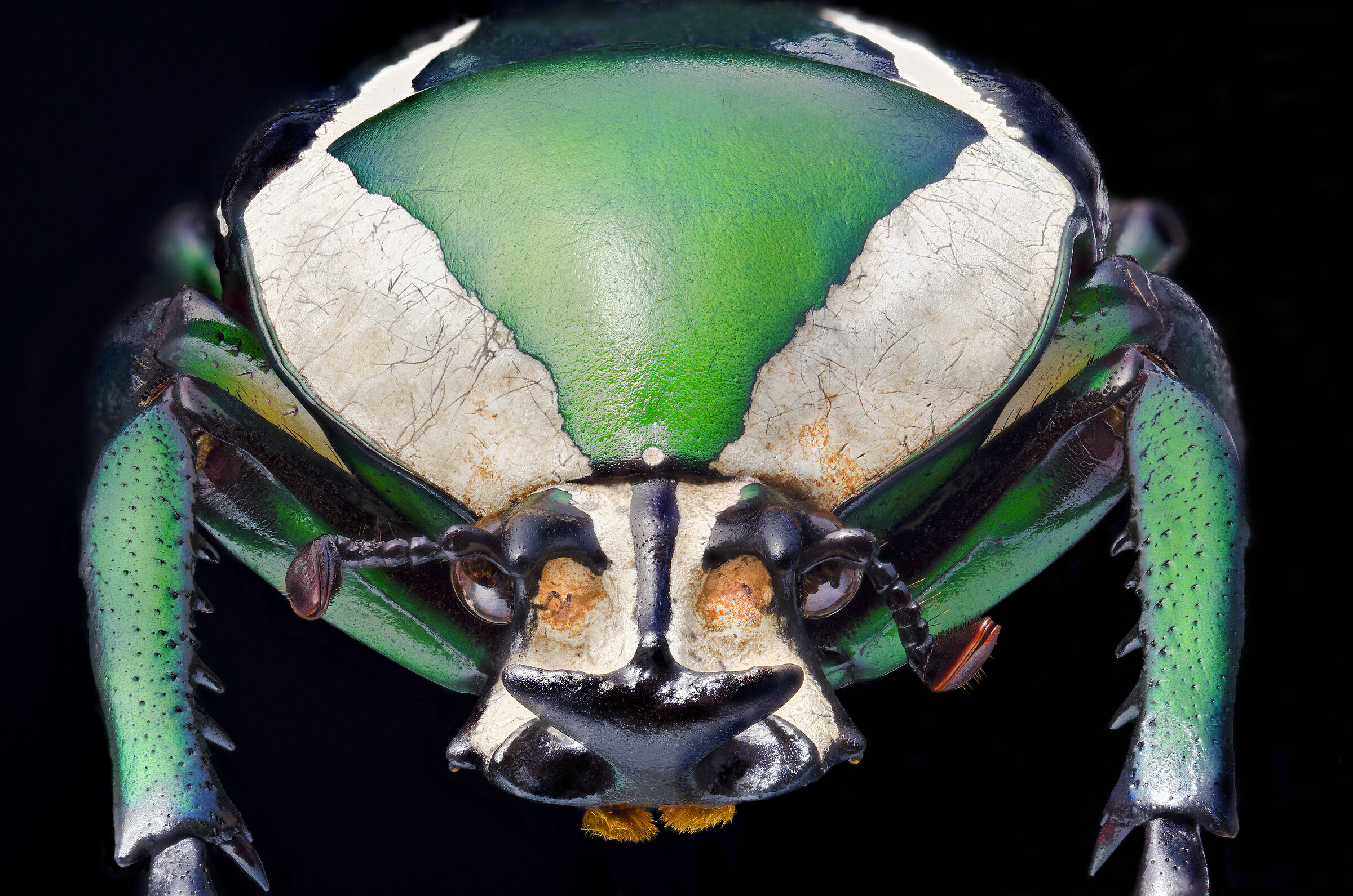 Dicronoryna derbiana layardi male