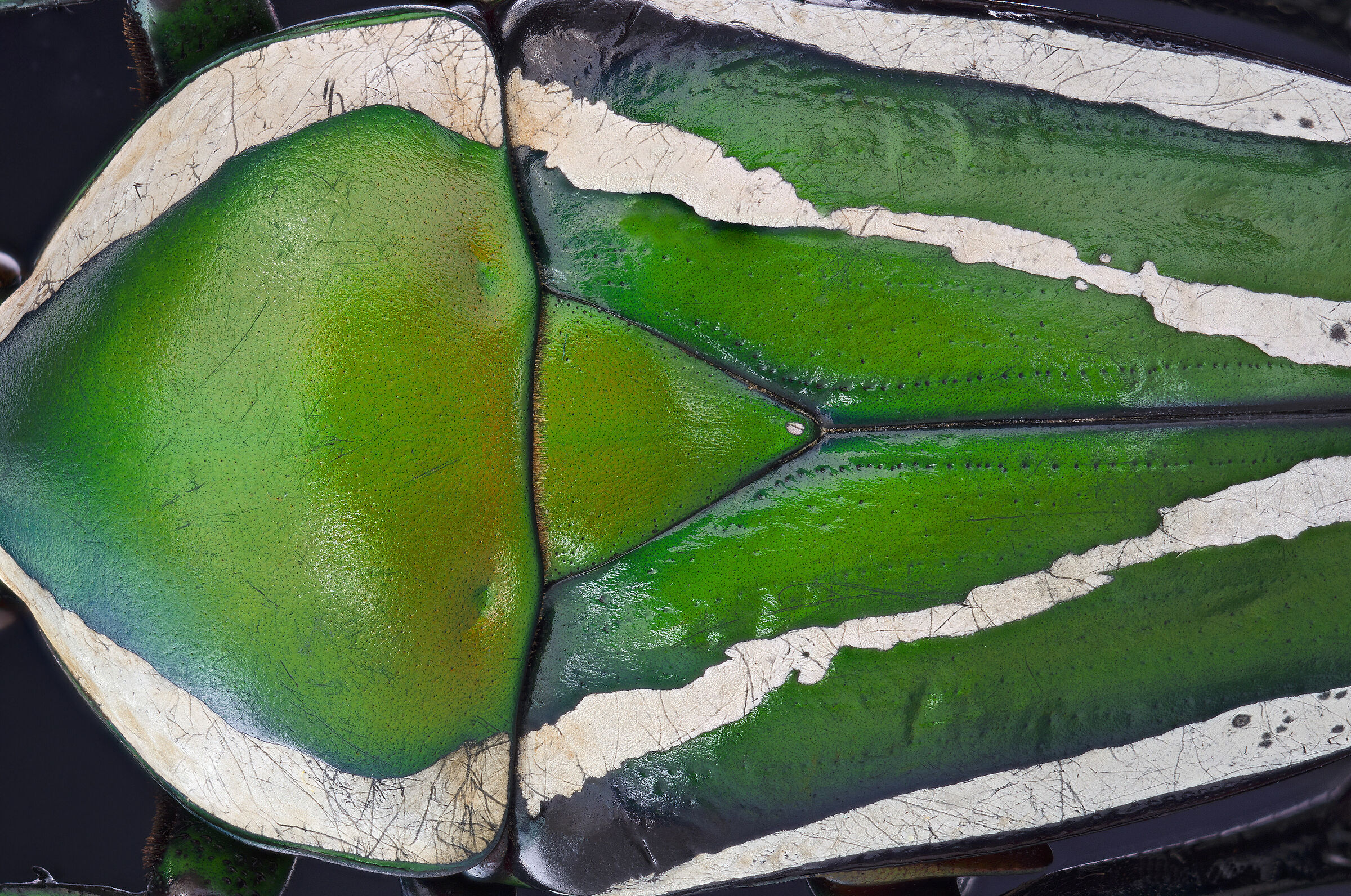 Dicronorhina derbiana male