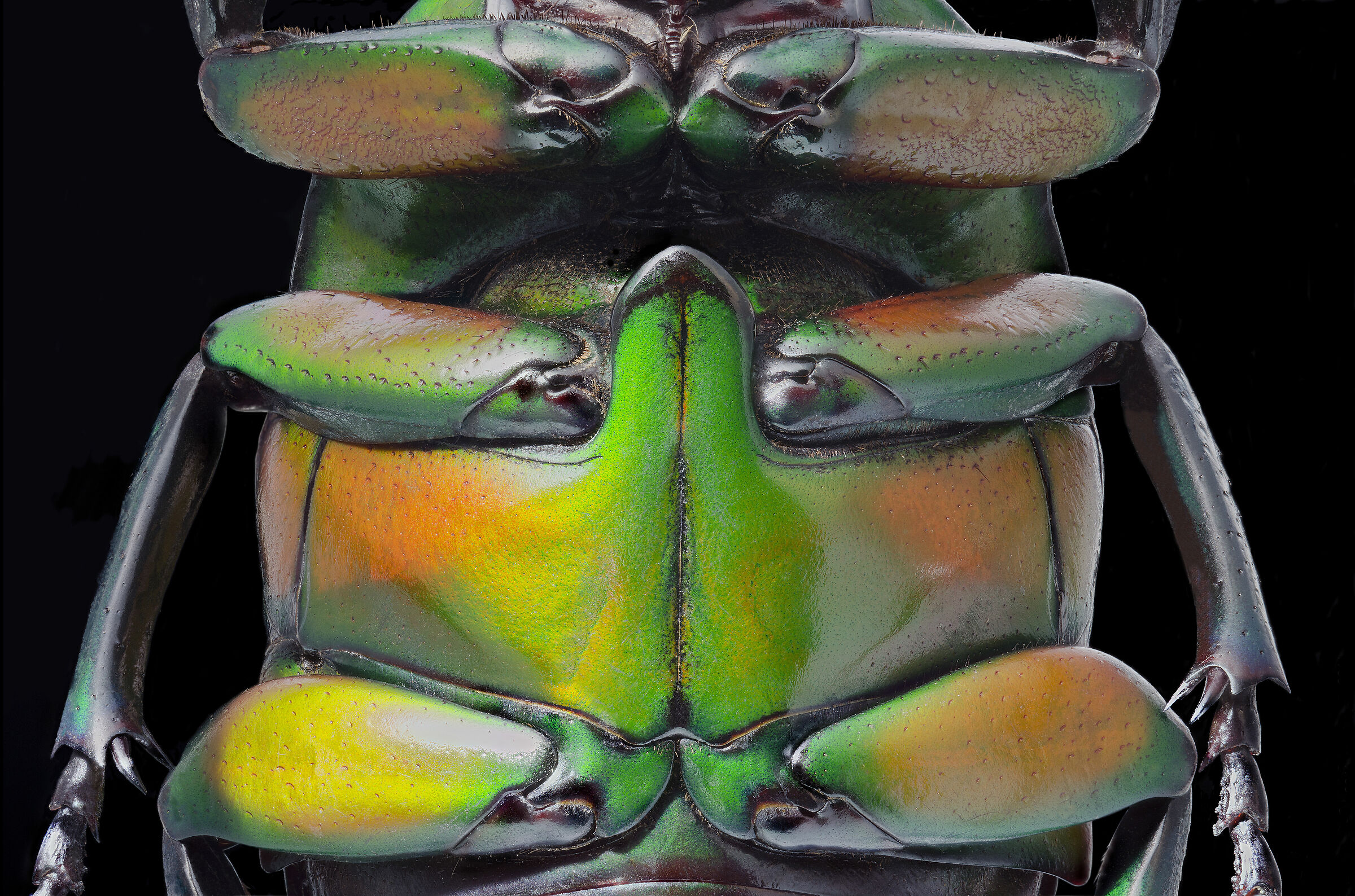 Dicronorhina derbiana derbiana