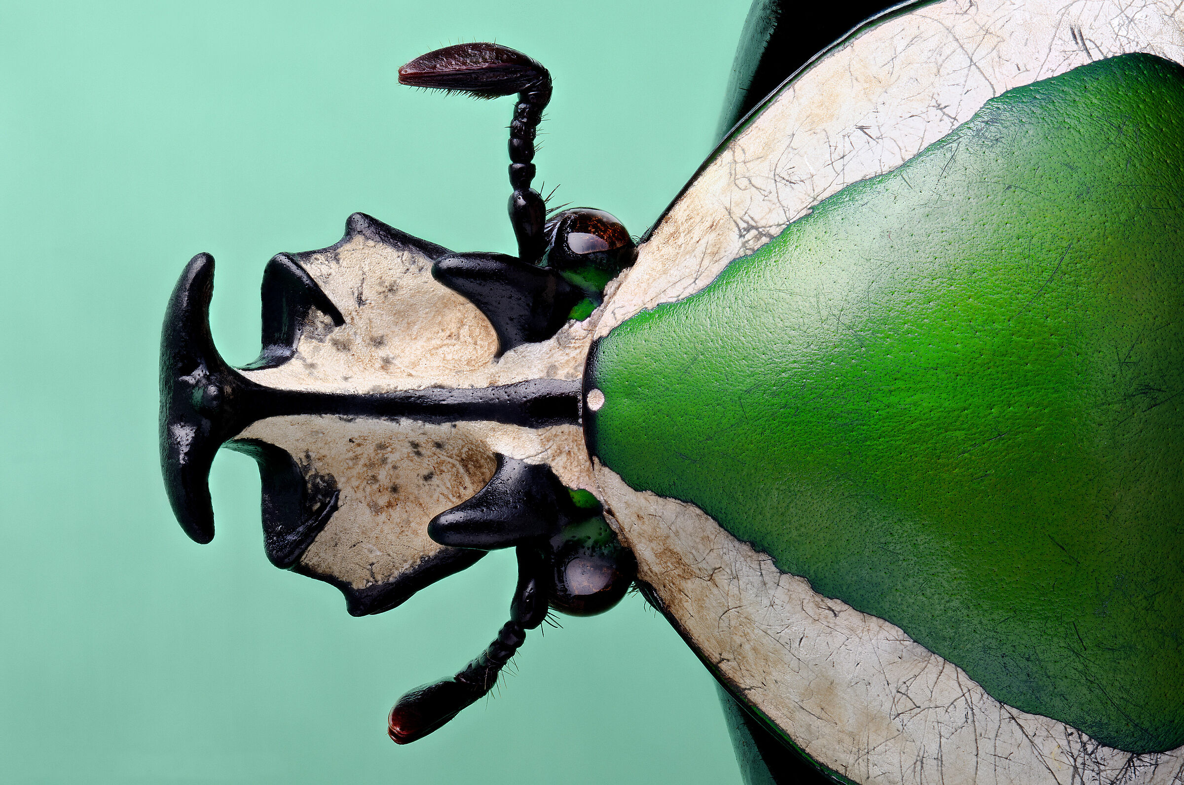 Dicronorhina derbiana derbiana male