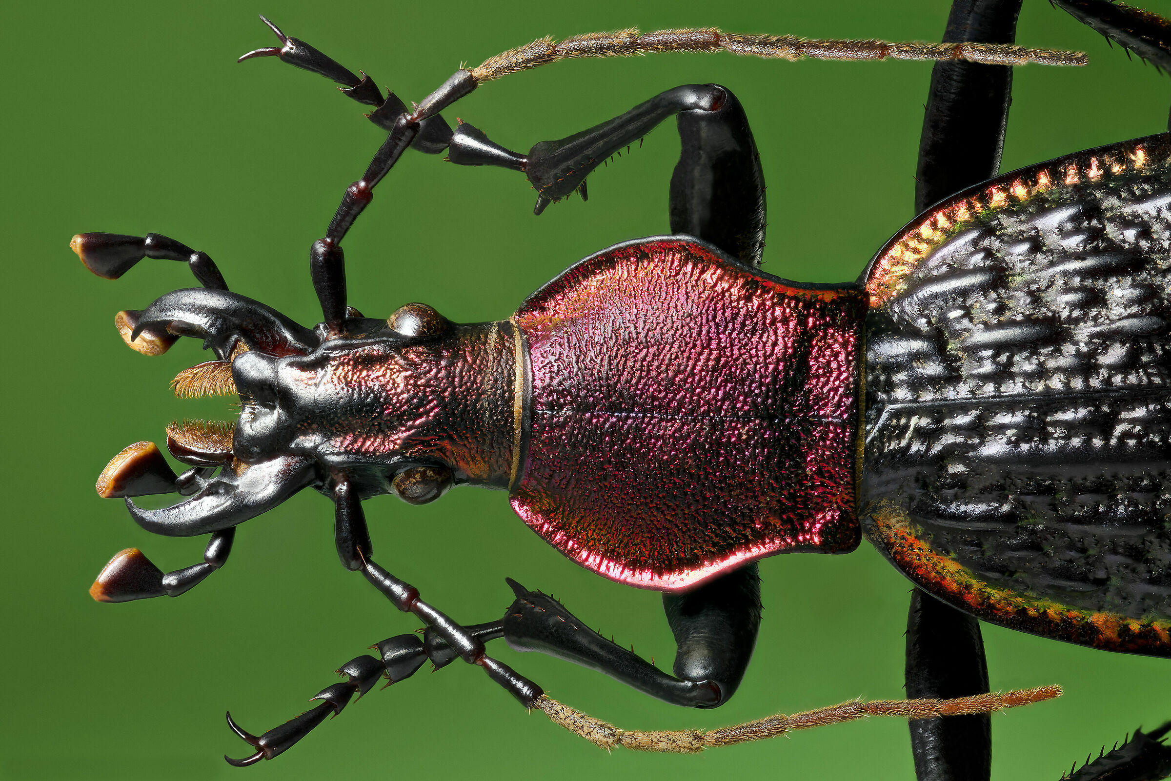 Coptolabrus nankotaizanus