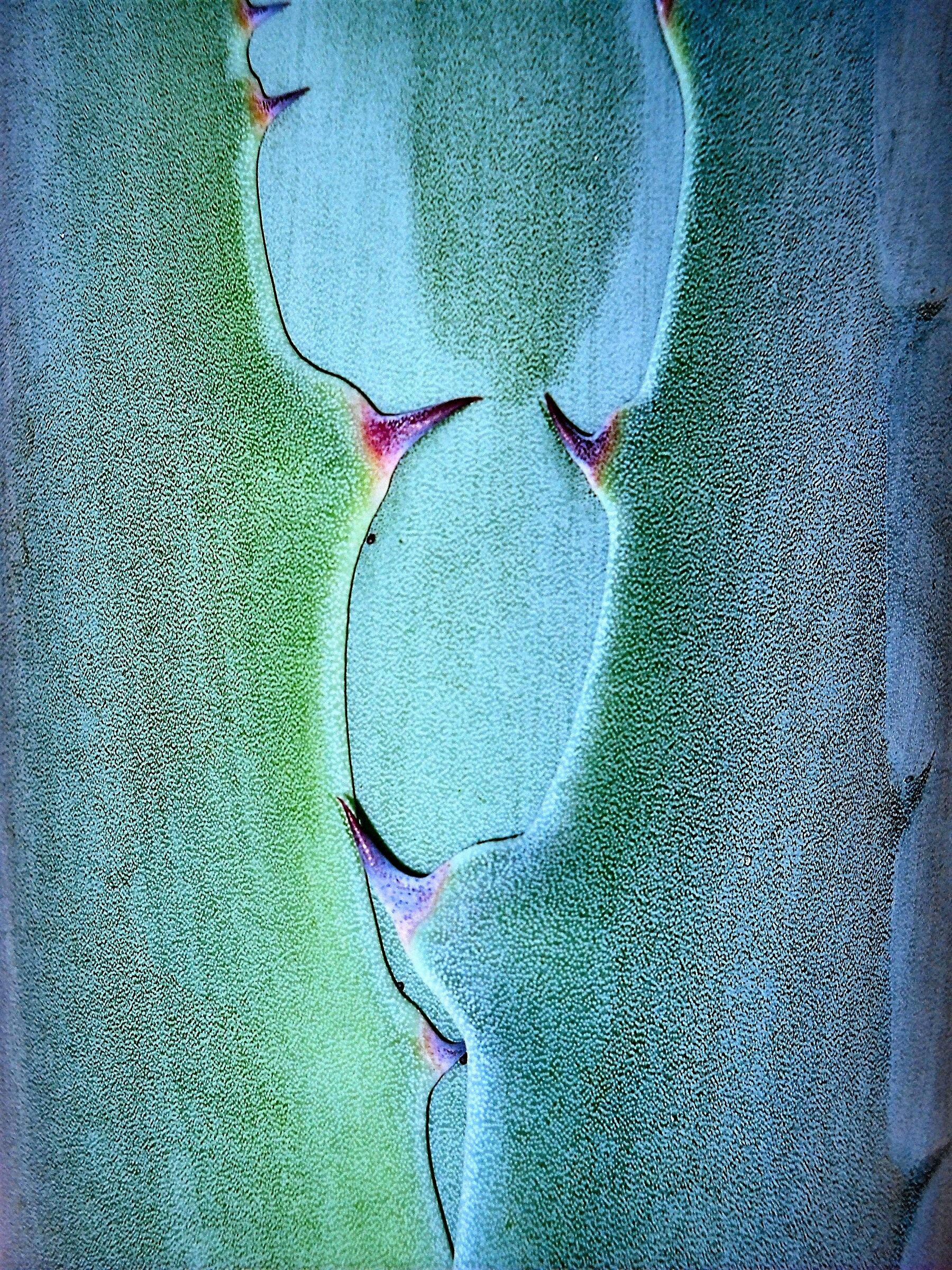 Agave