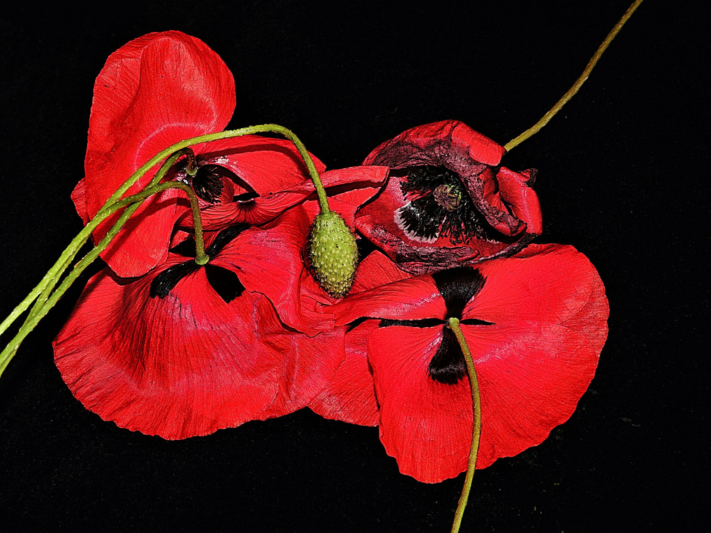 Papaveri