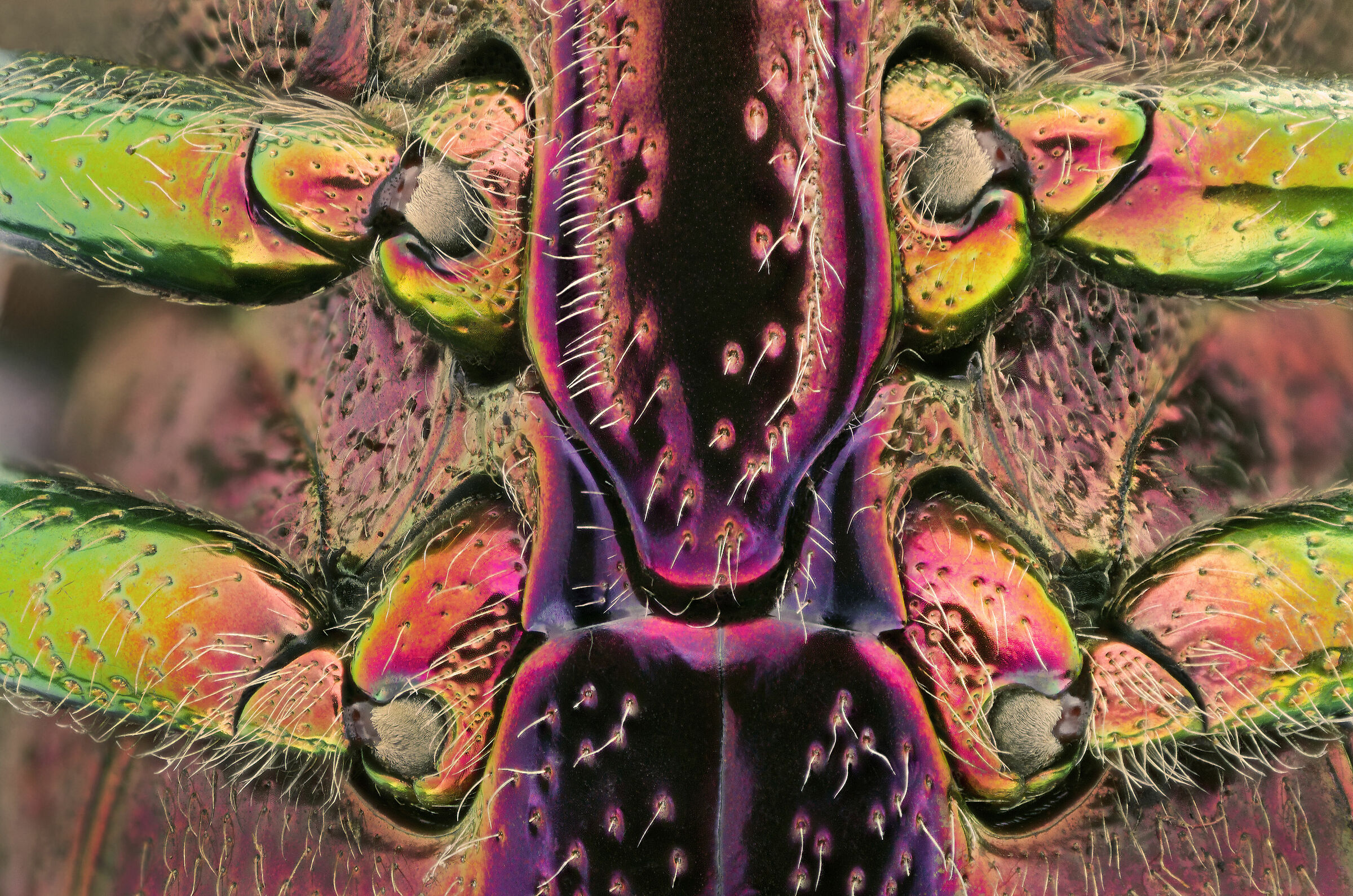 Polybothris quadricollis