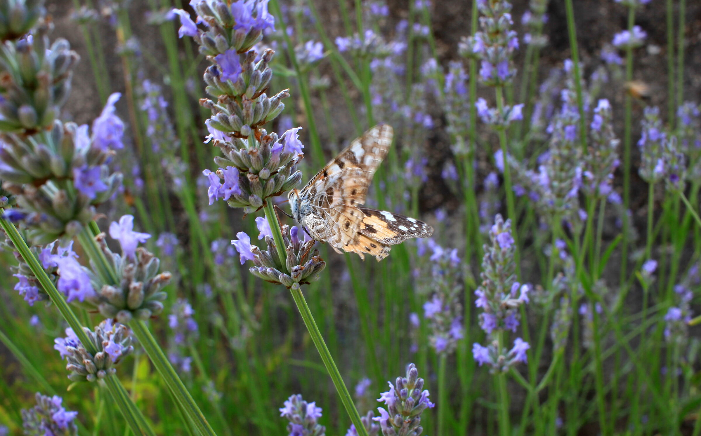 Nella Lavanda