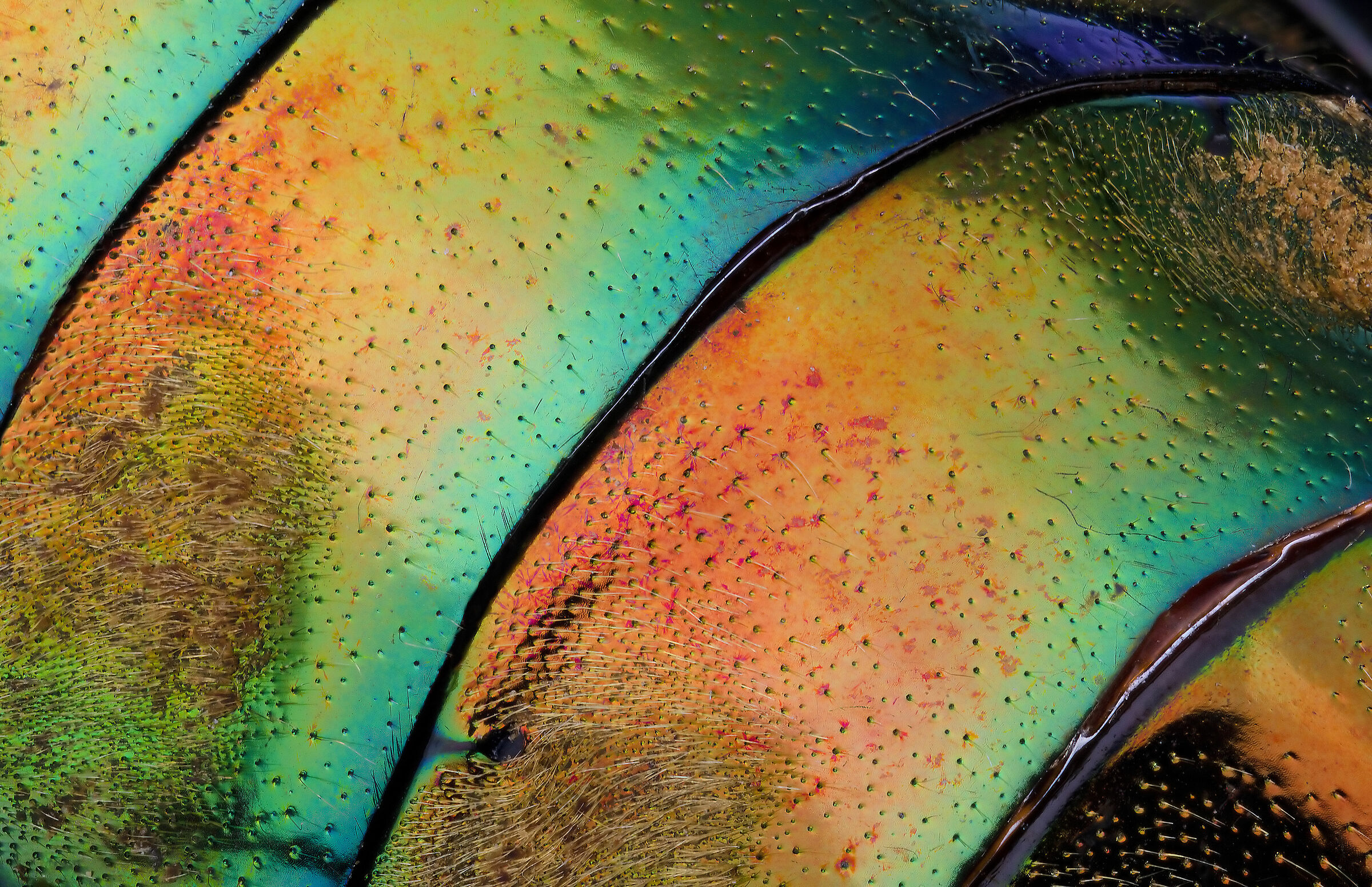 Chysochroa sandersii