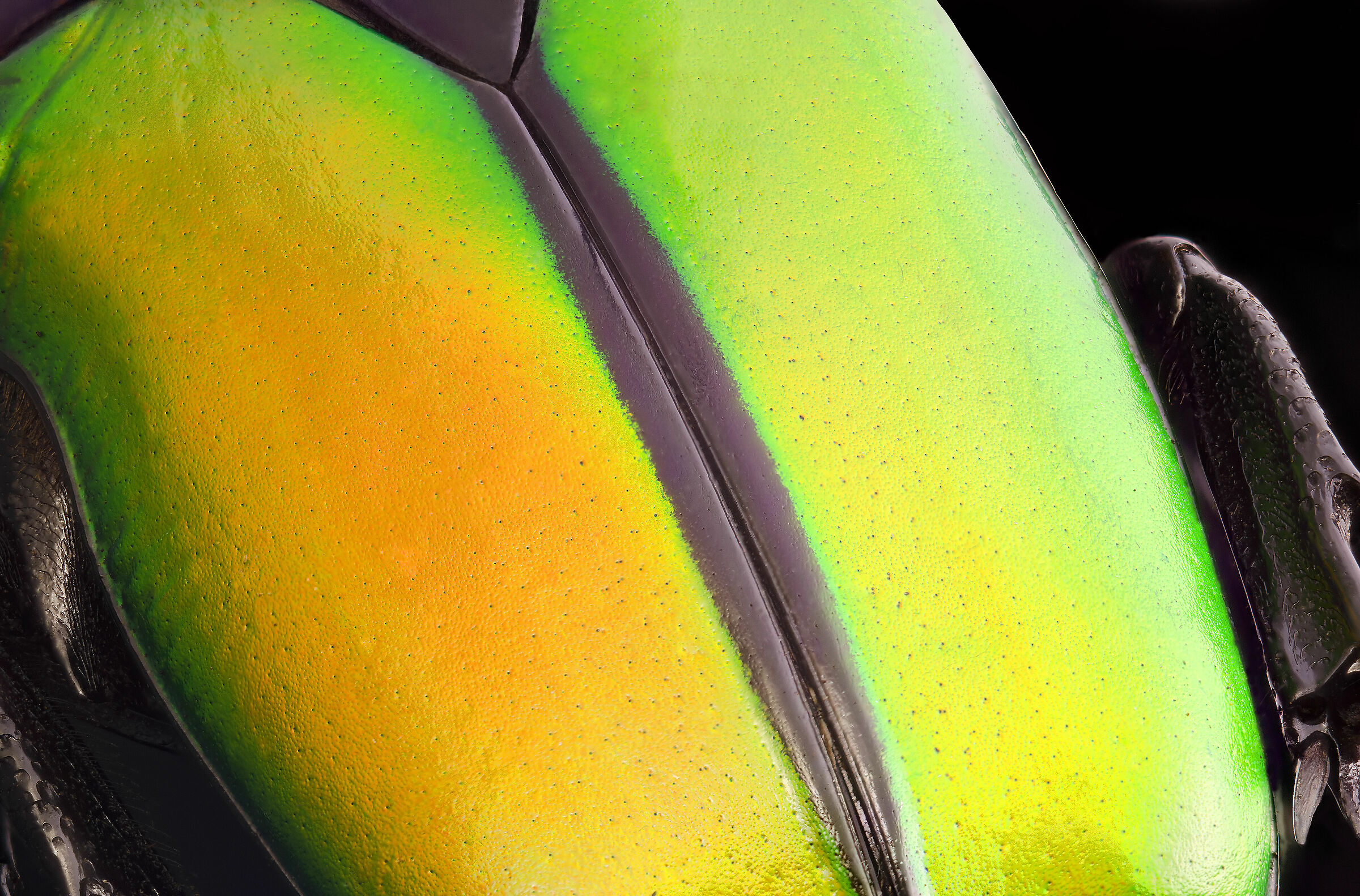 Eccoptocnemis semiviridis