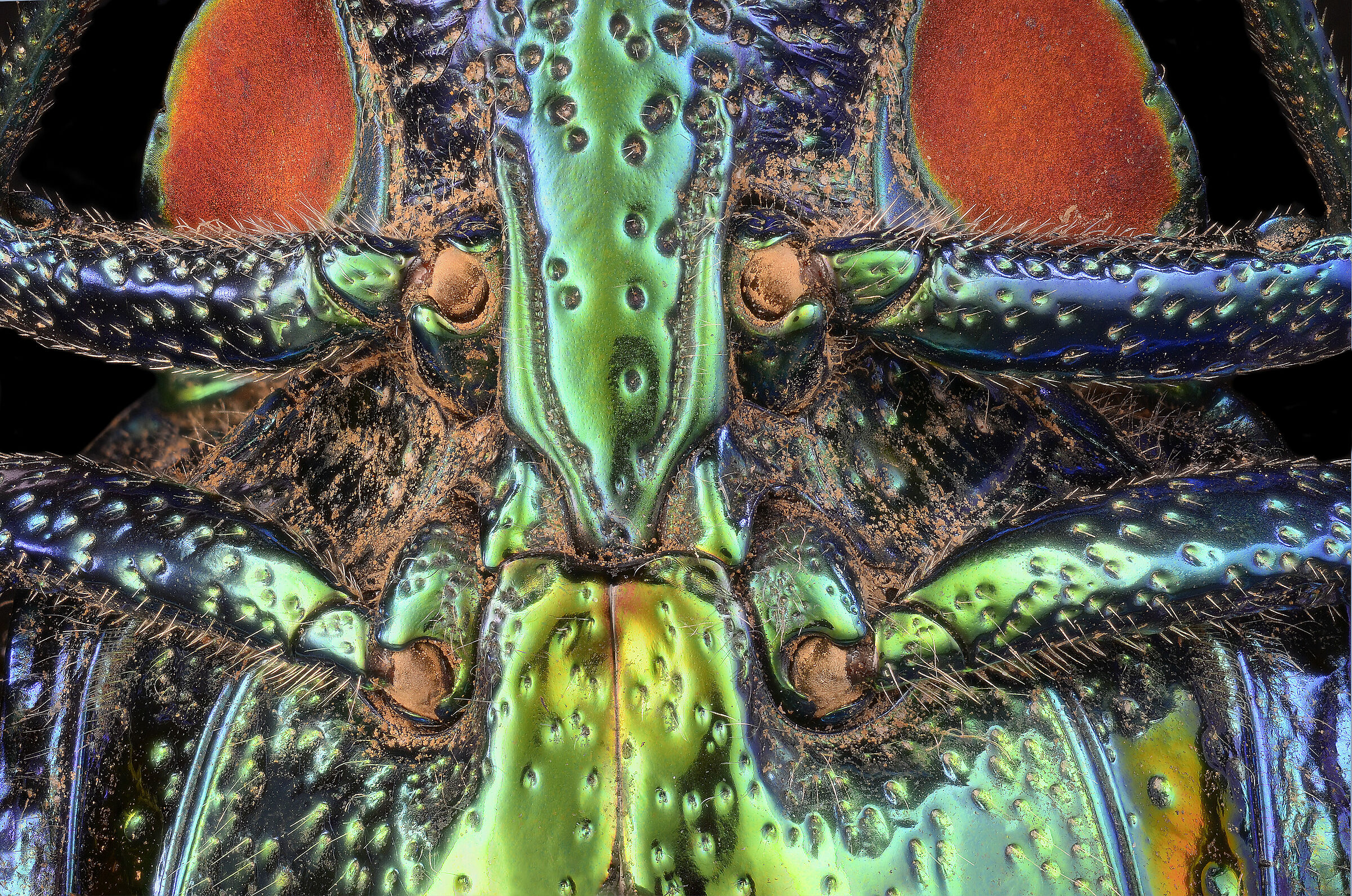 Polybothris sumptuosa gema