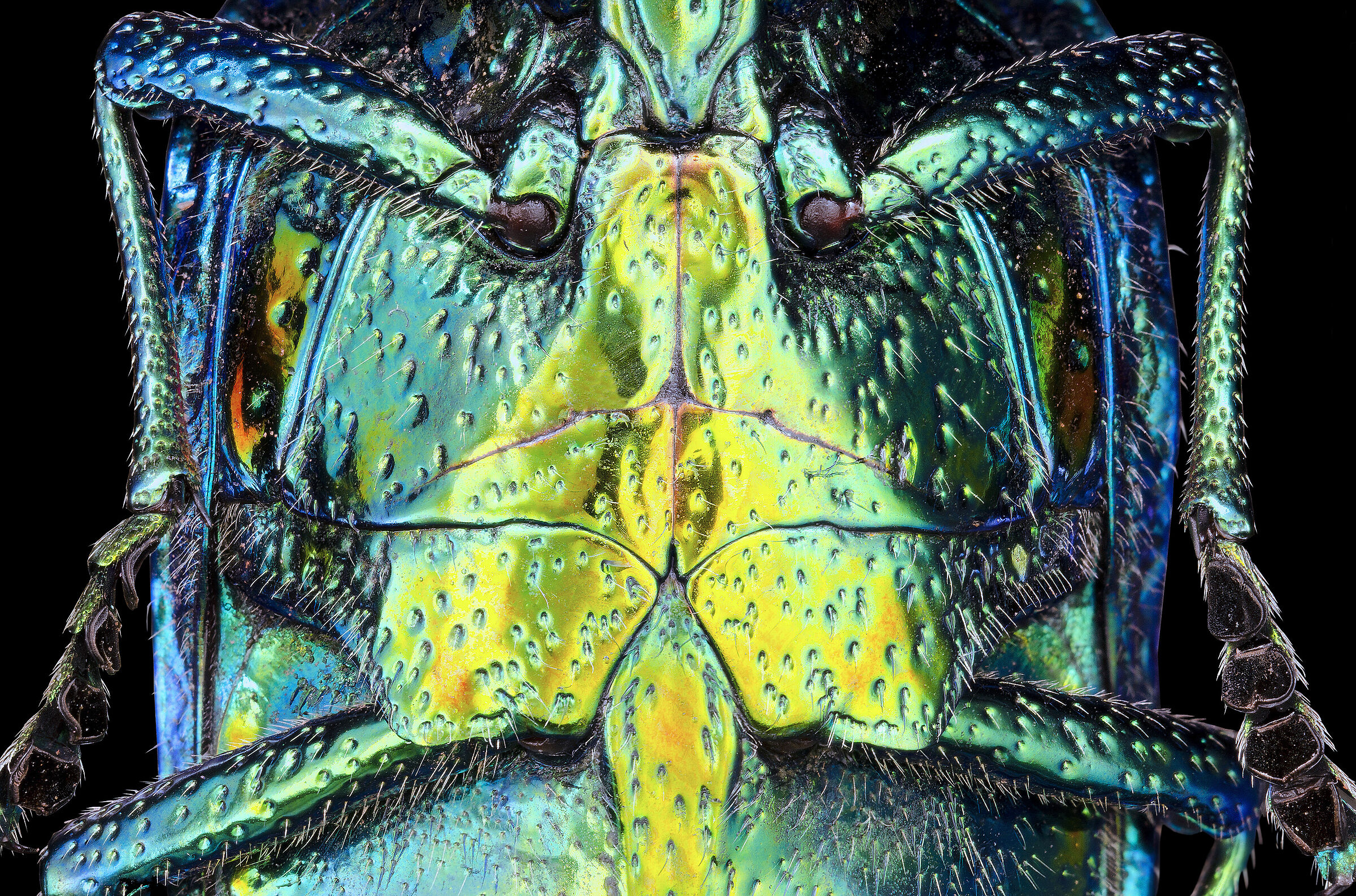 Polybothris sumptuosa gema