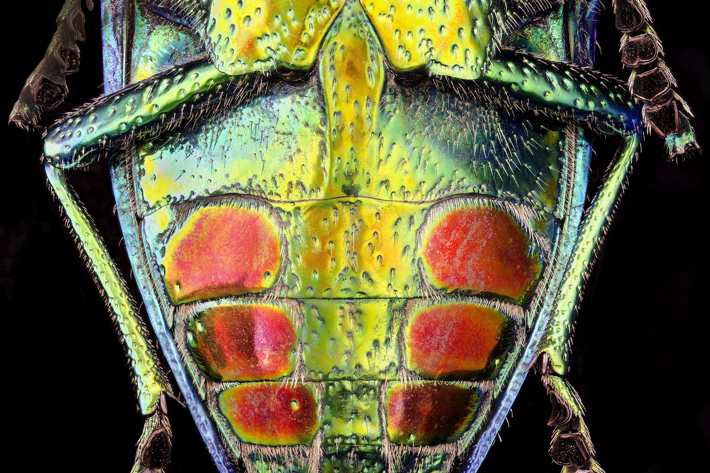 Polybothris sumptuosa gema