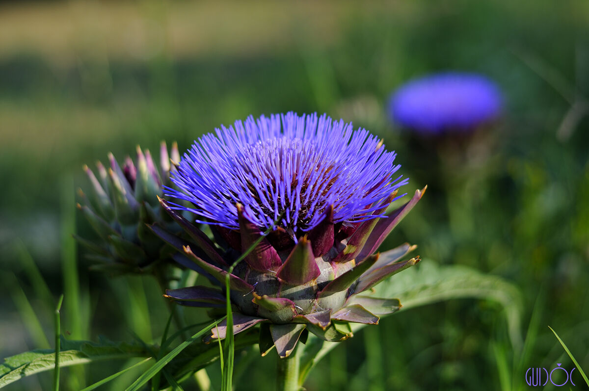 Artichoke Flower