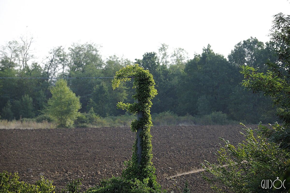 Toh, there's a gnome on the pole