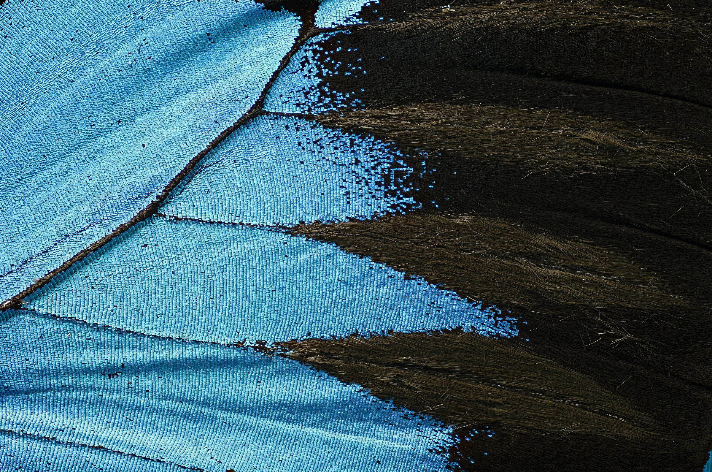 Blue Mountain Swallowtail