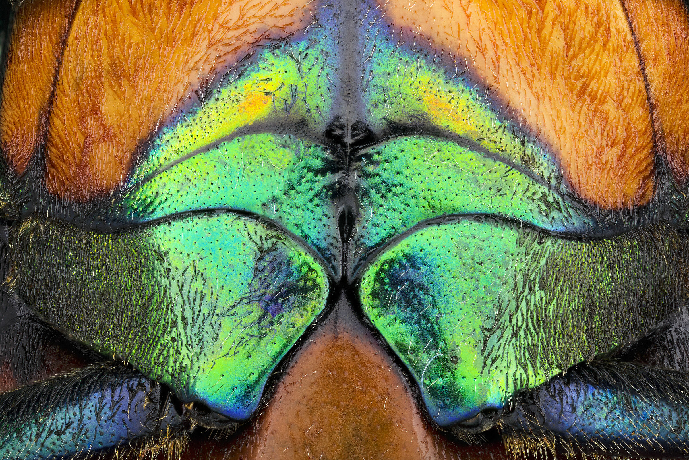 Chrysochroa saundersii