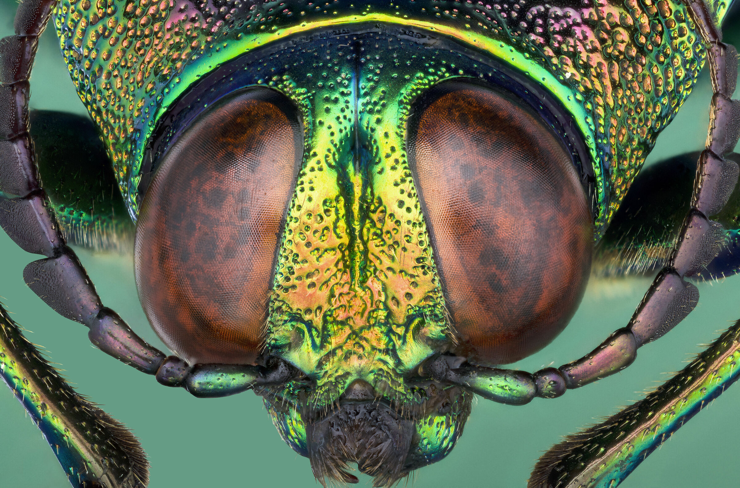 Chysochroa saundersii