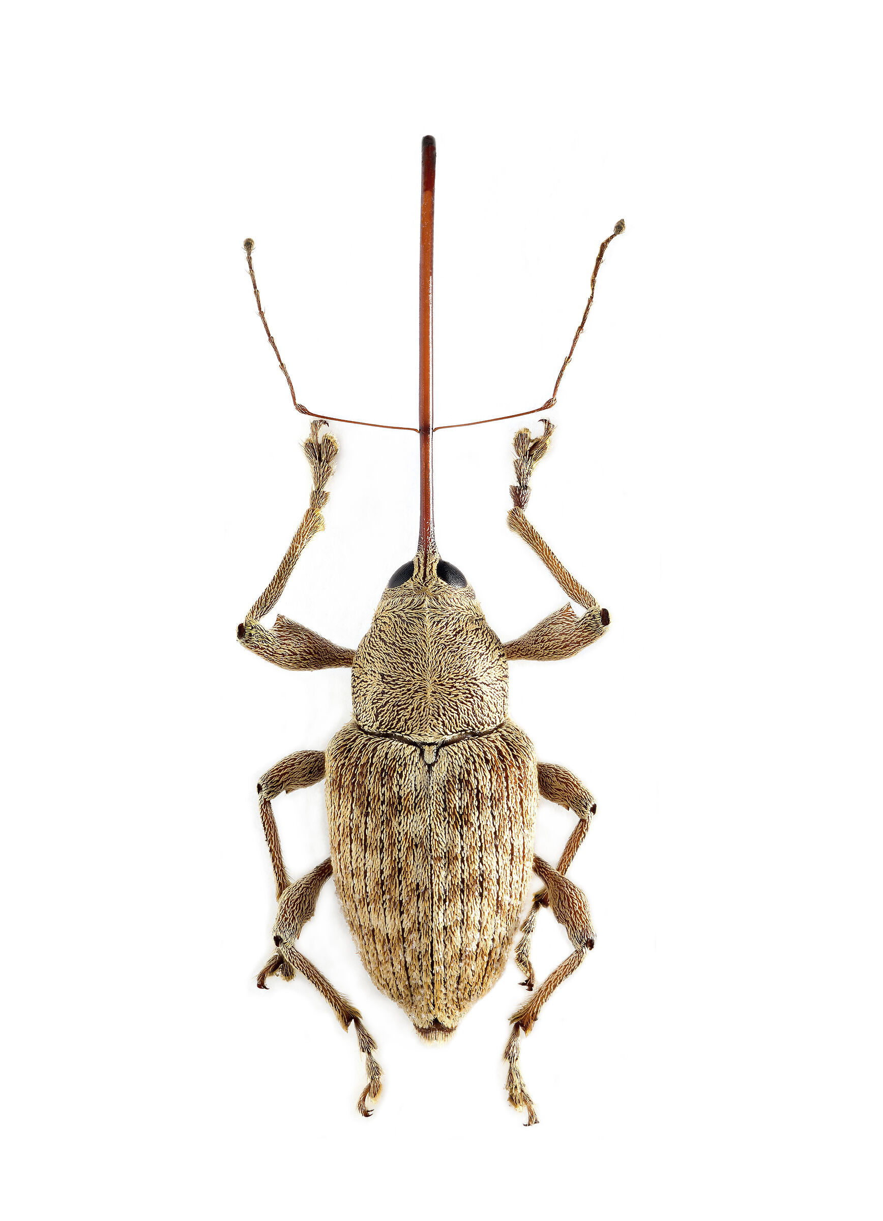 Curculio