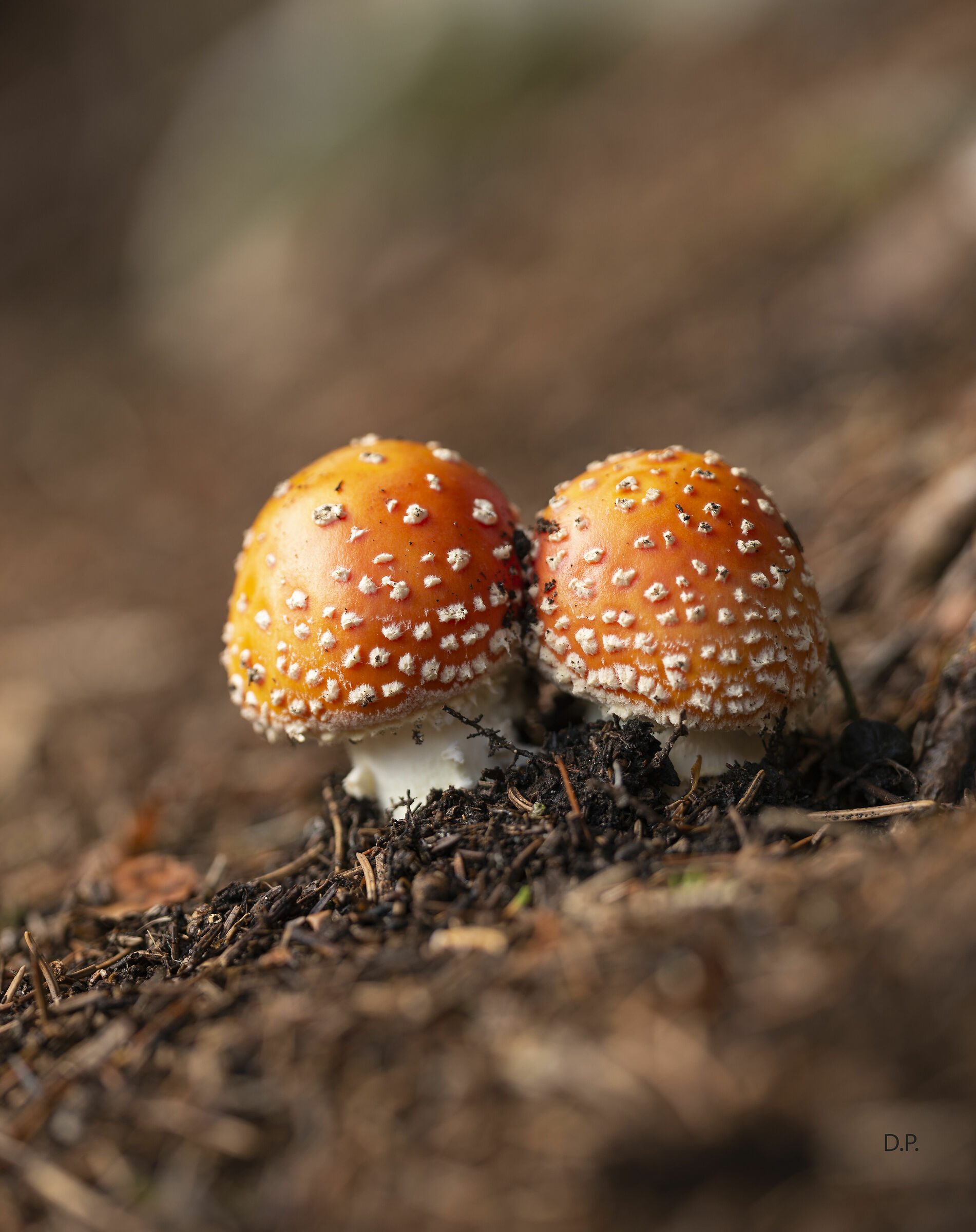 Amanita muscaria