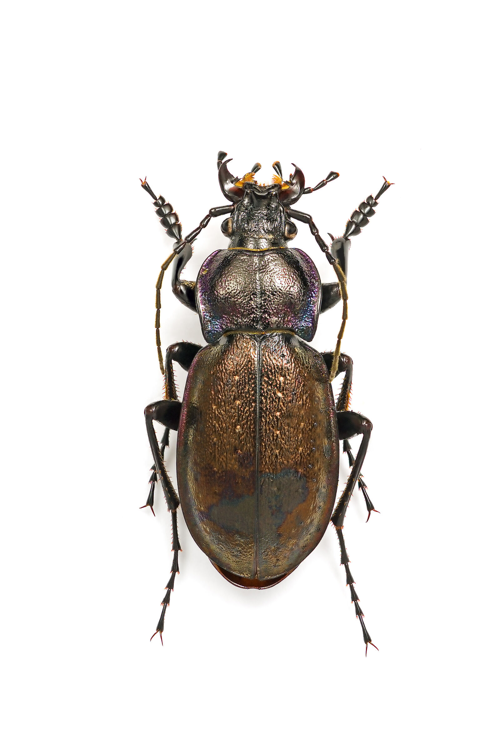 Archicarabus nemoralis