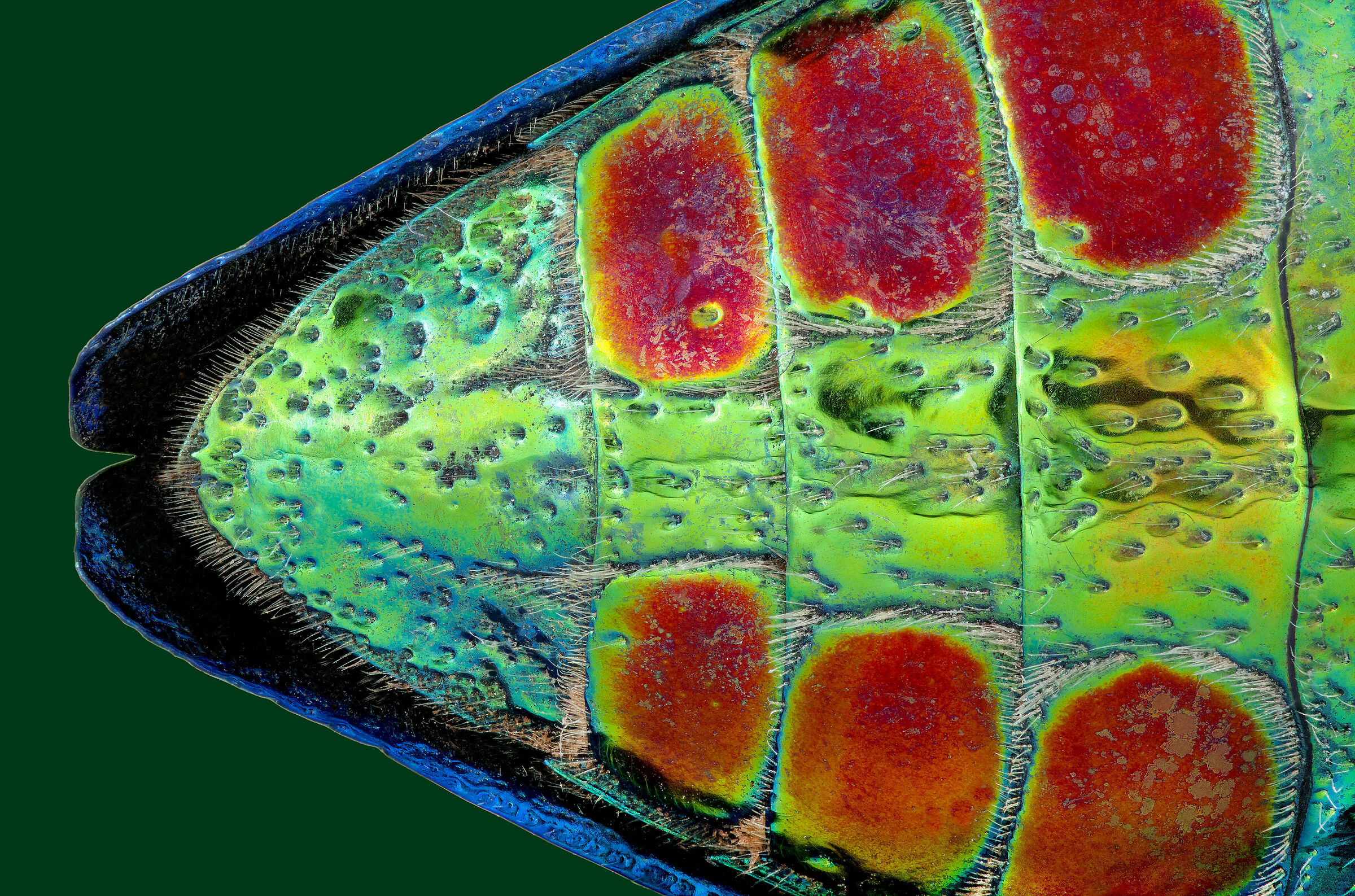 Polybothris sumptuosa gema