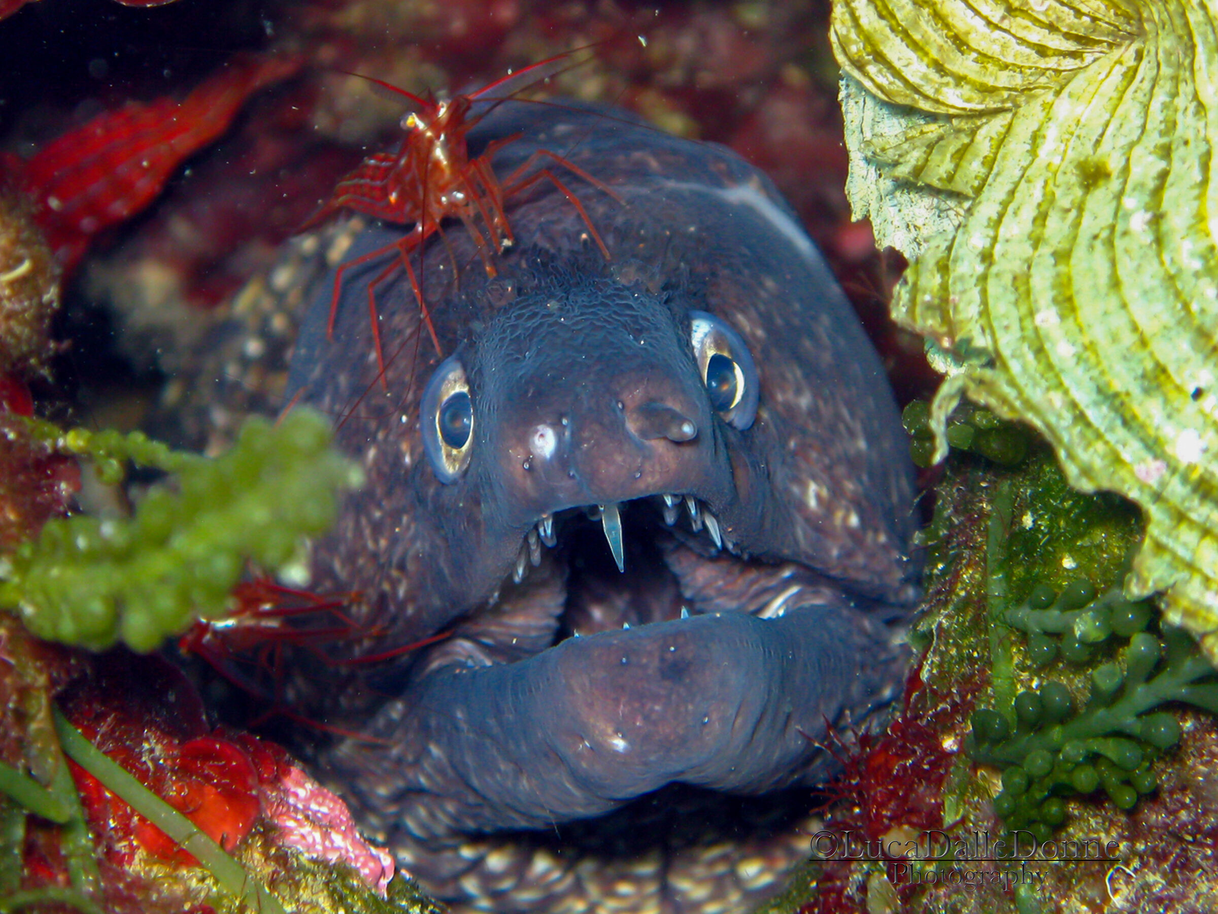 e' ora di pulizie... Murena con Gambero