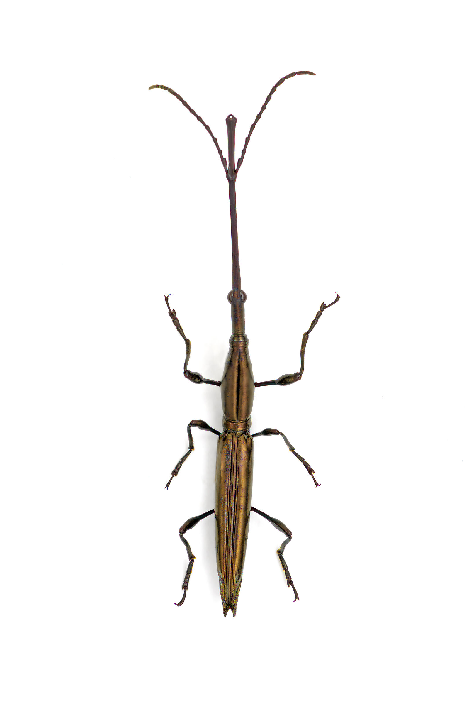 Brentidae