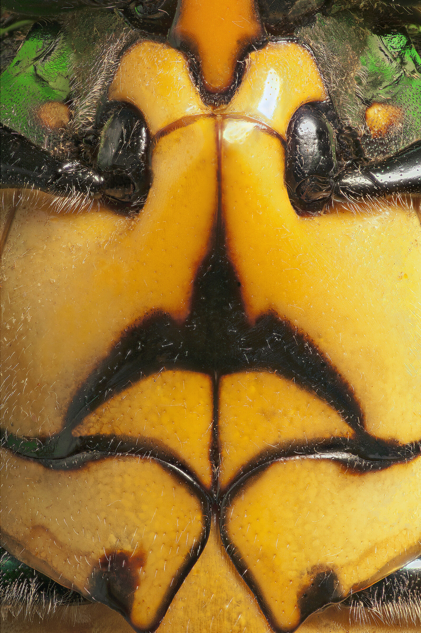 Chysochroa saundersii