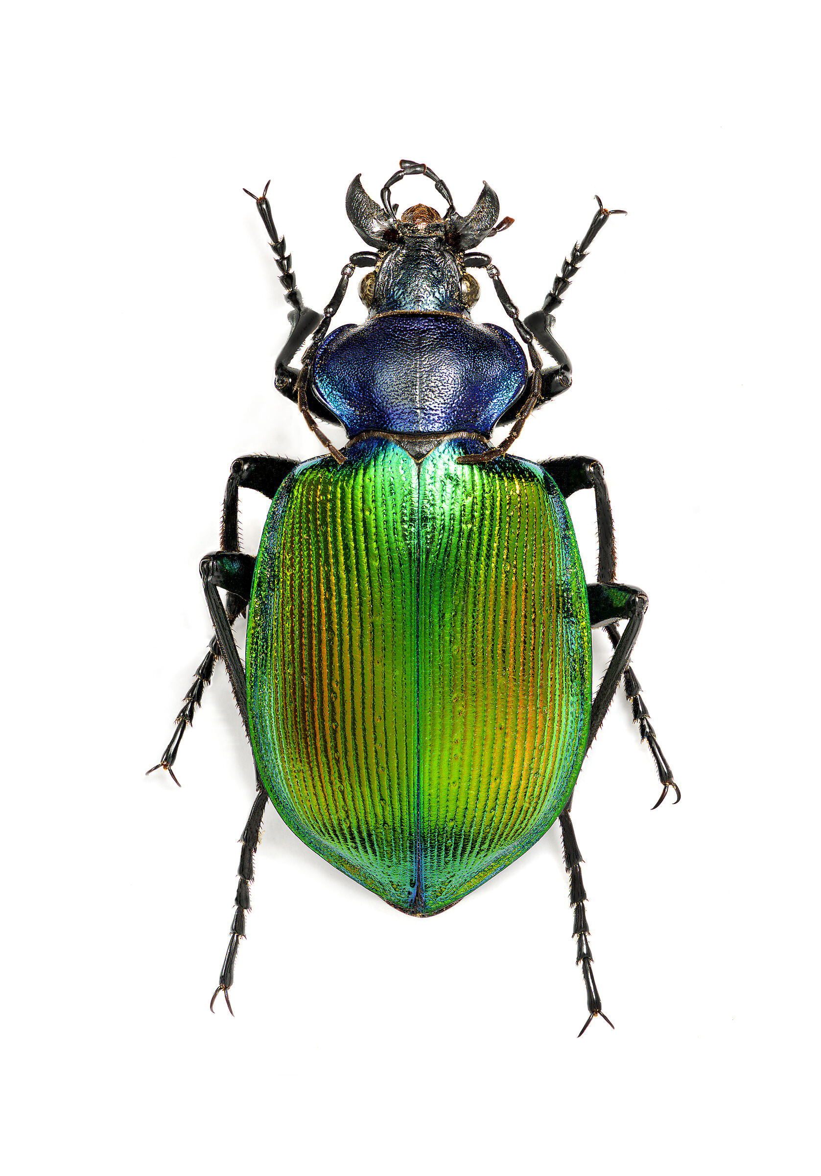 Calosoma sycophanta