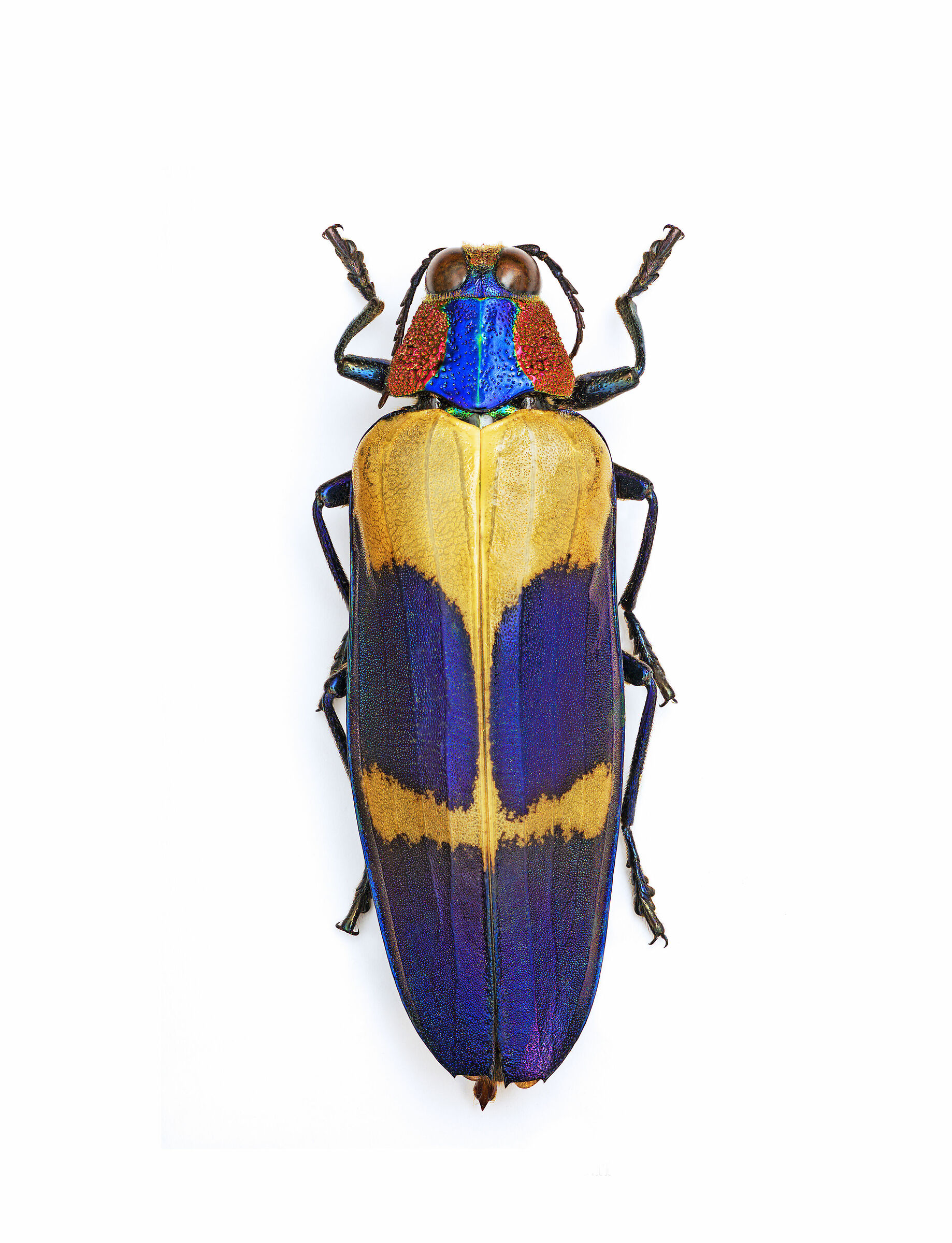 Chrysochroa buqueti