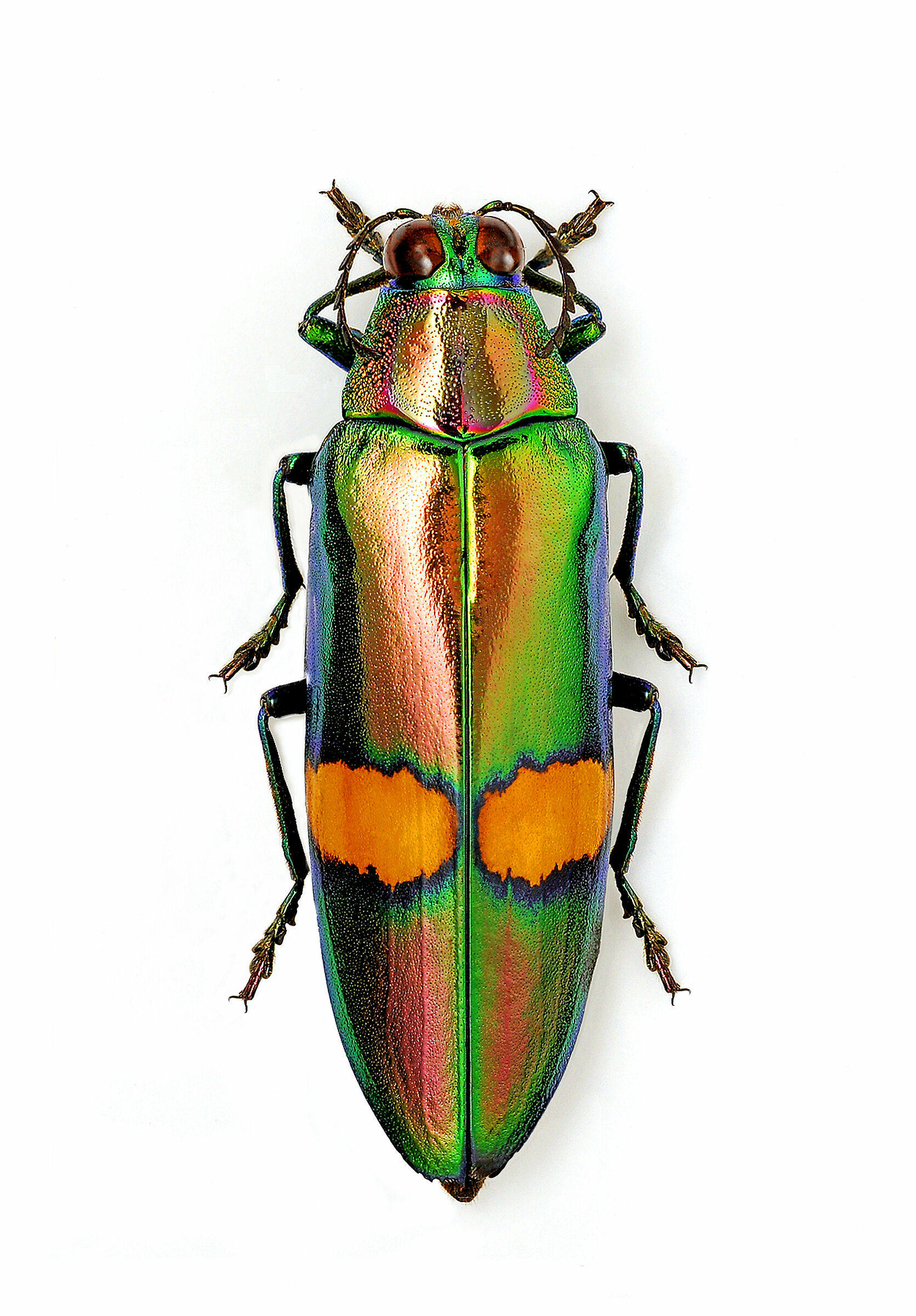 Chrysochroa saundersii