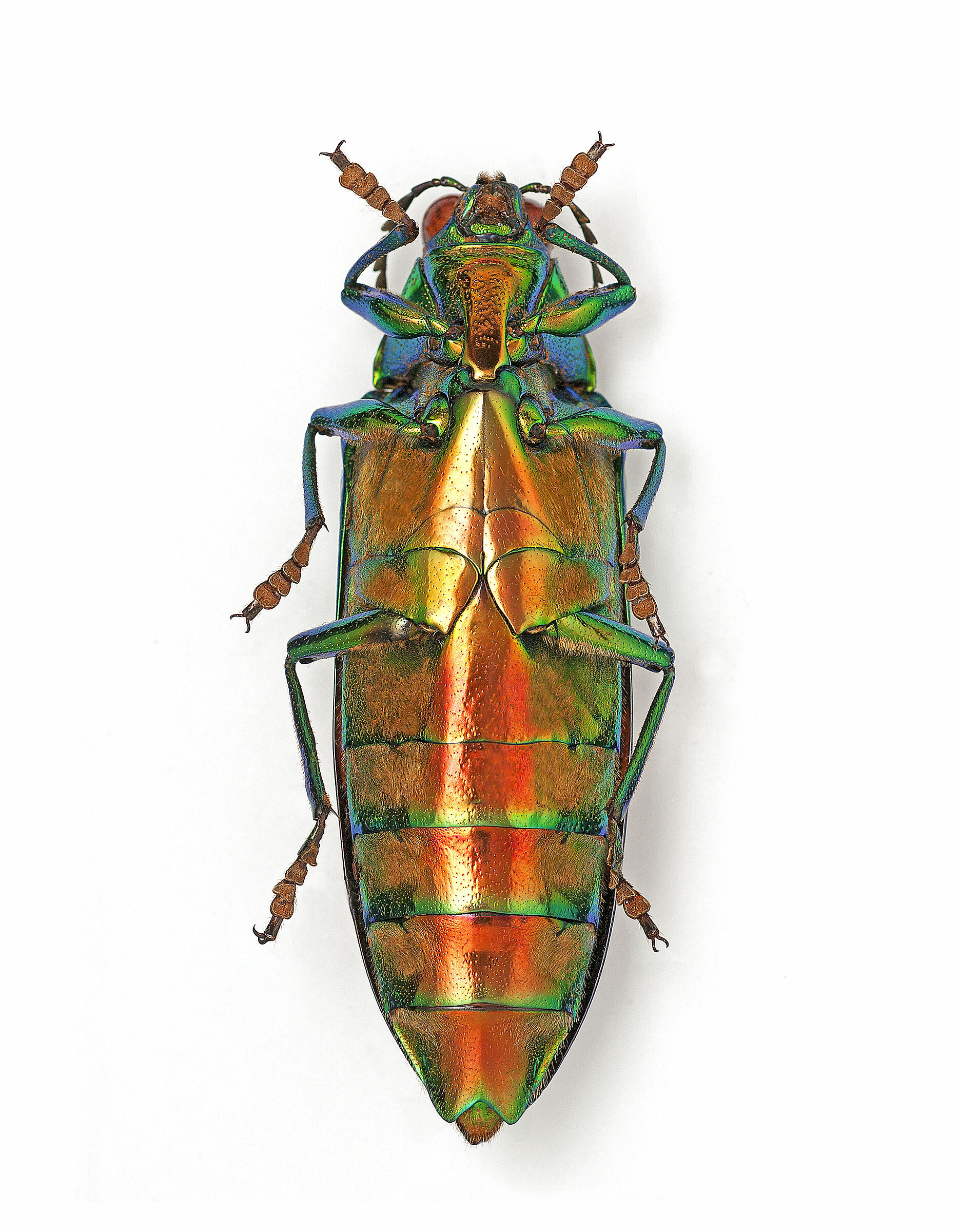 Chrysochroa saundersii