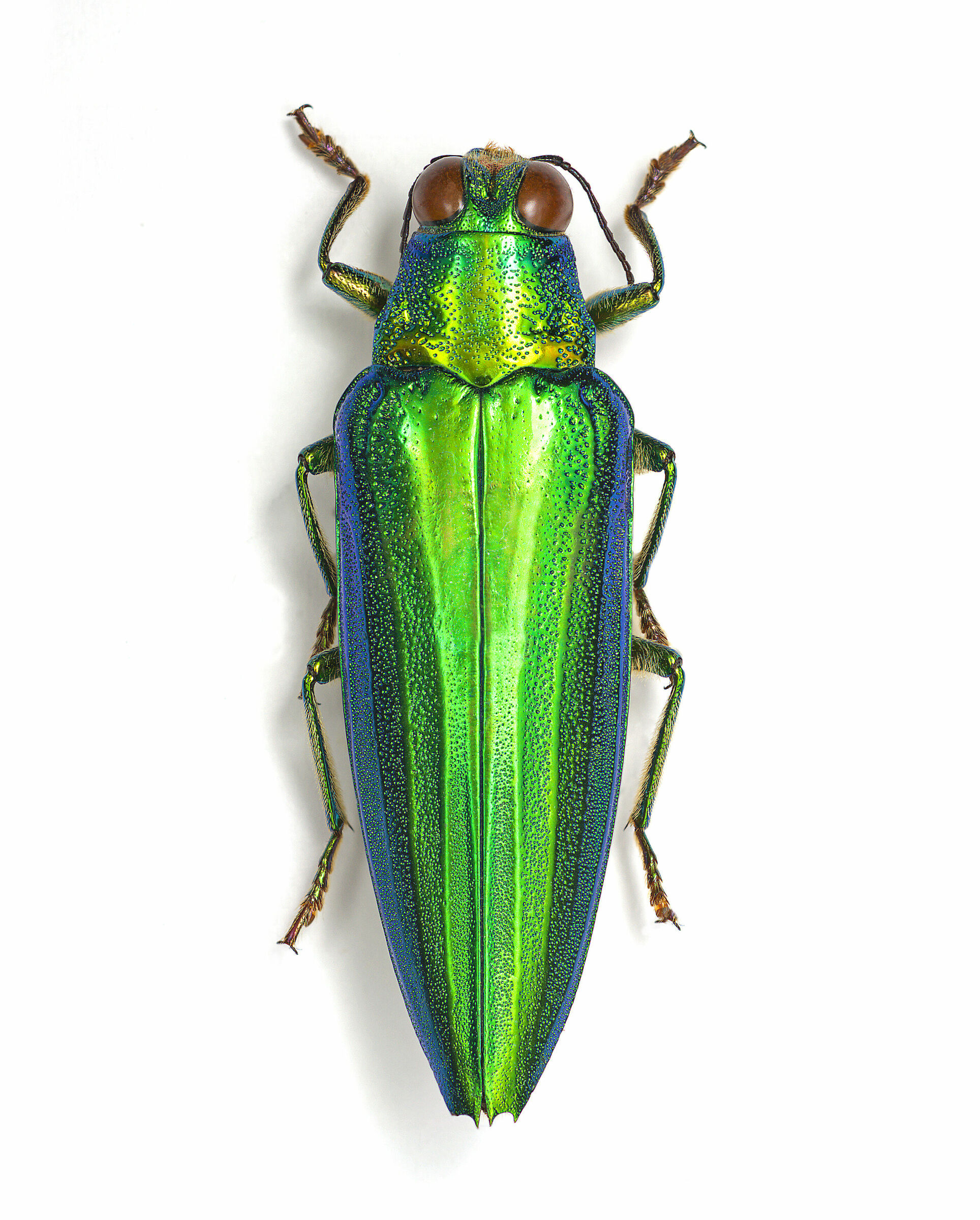 Chrysochroa splendens