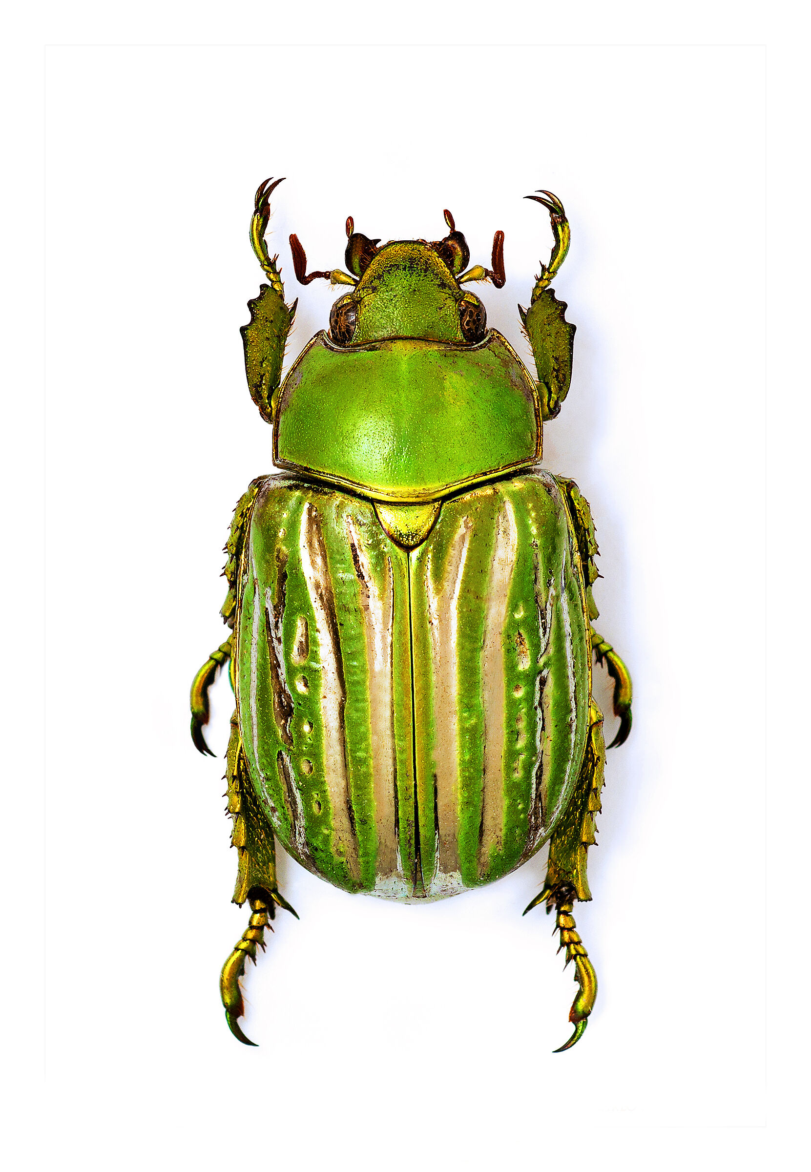 Chrysina gloriosa