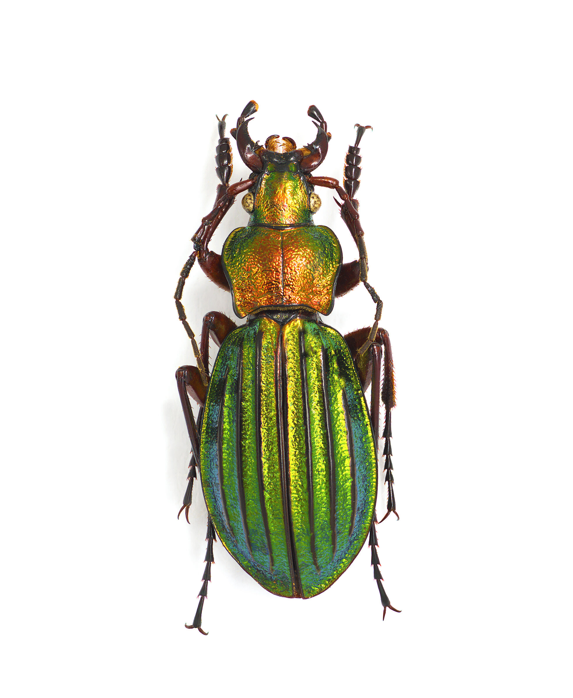 Archicarabus nemoralis