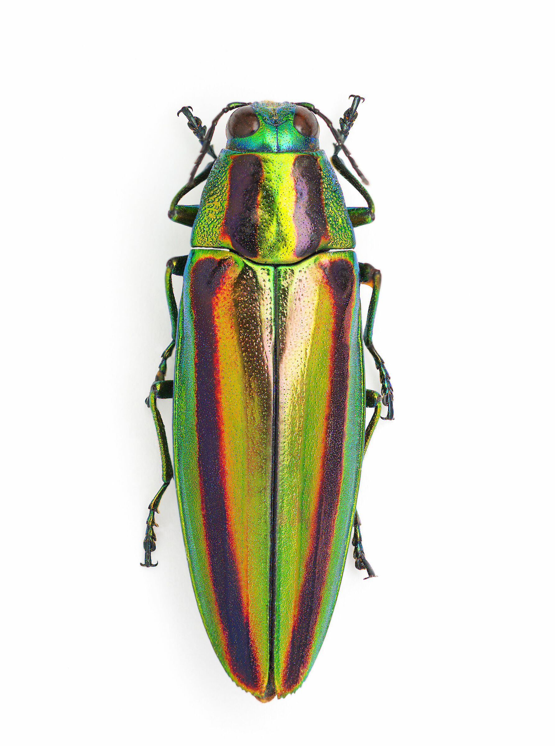 Chysochroa fulgidissima