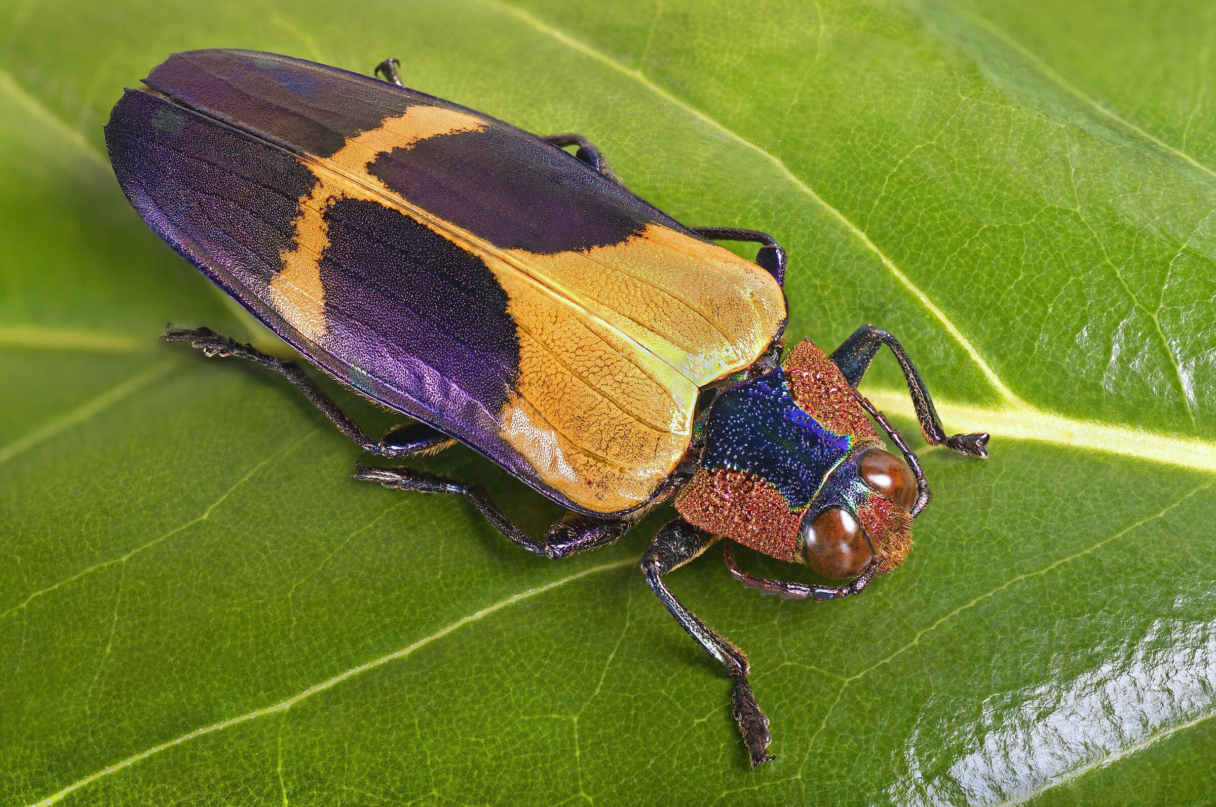 Chrysochroa buqueti