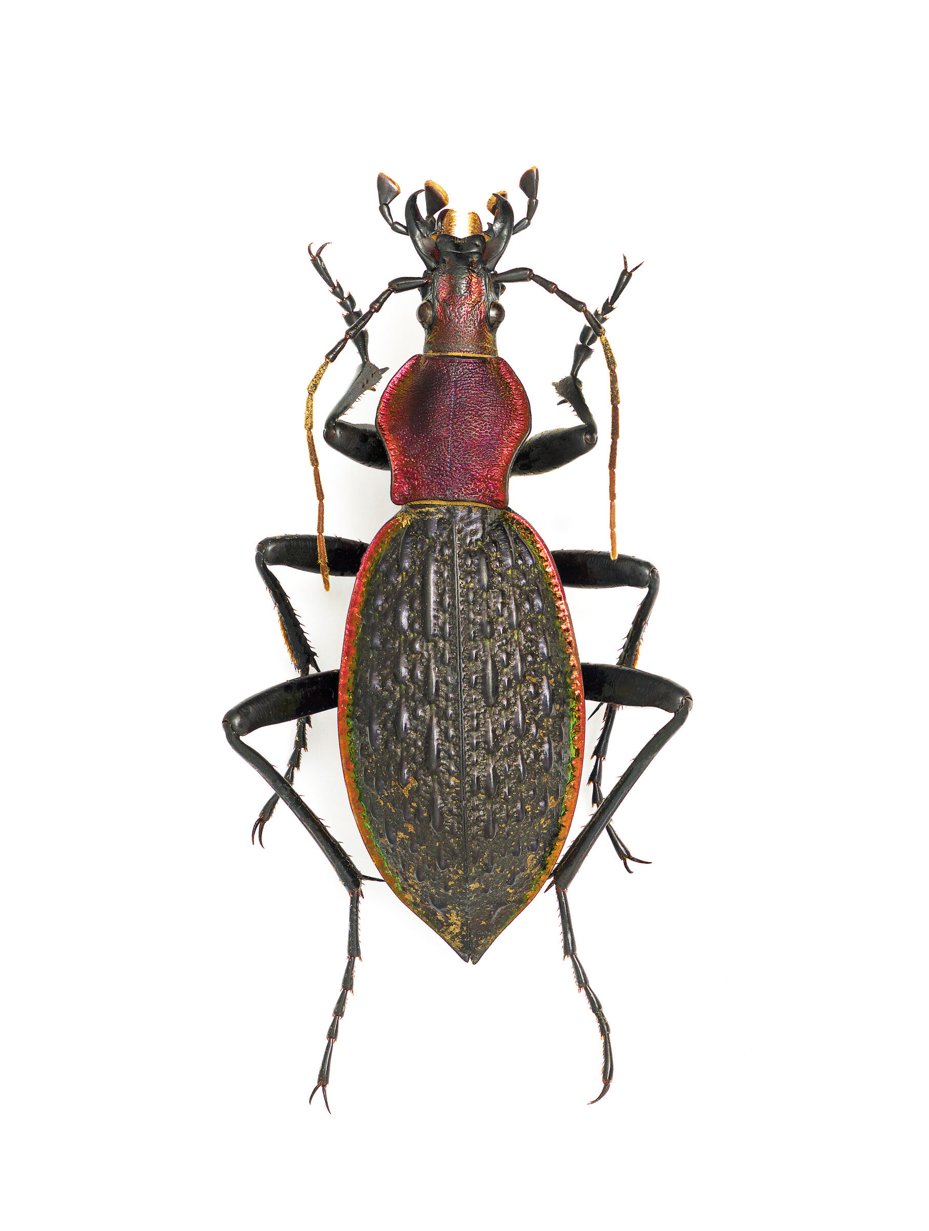 Coptolabrus nankotaizanus