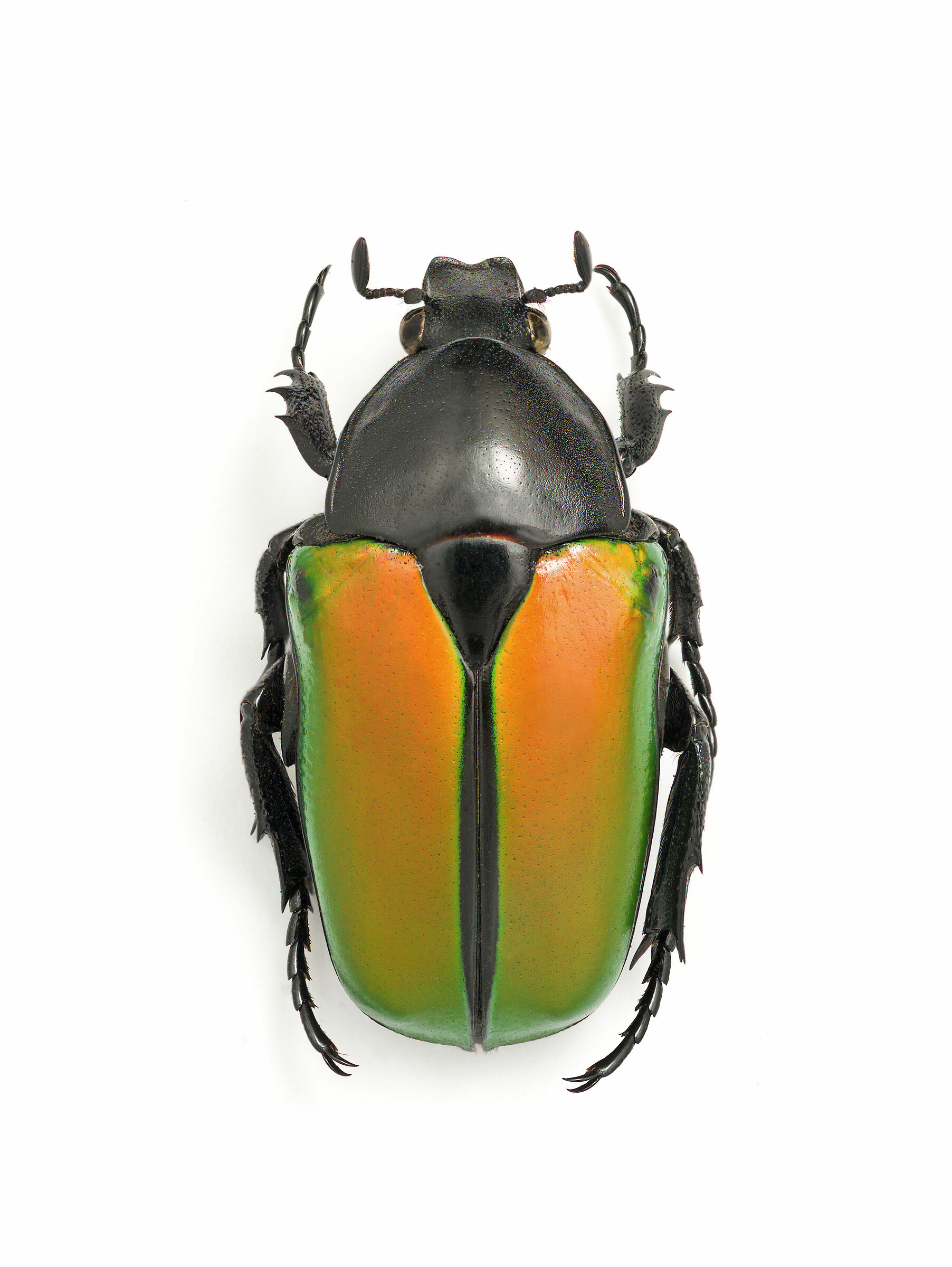 Eccoptocnemis semiviridis