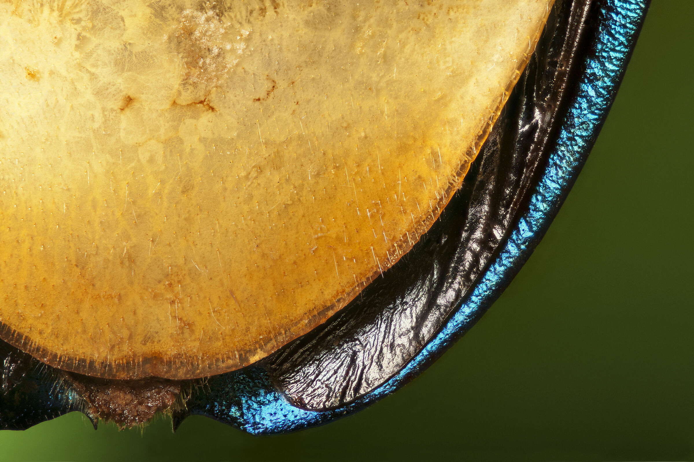 Megaloxantha nigricornis