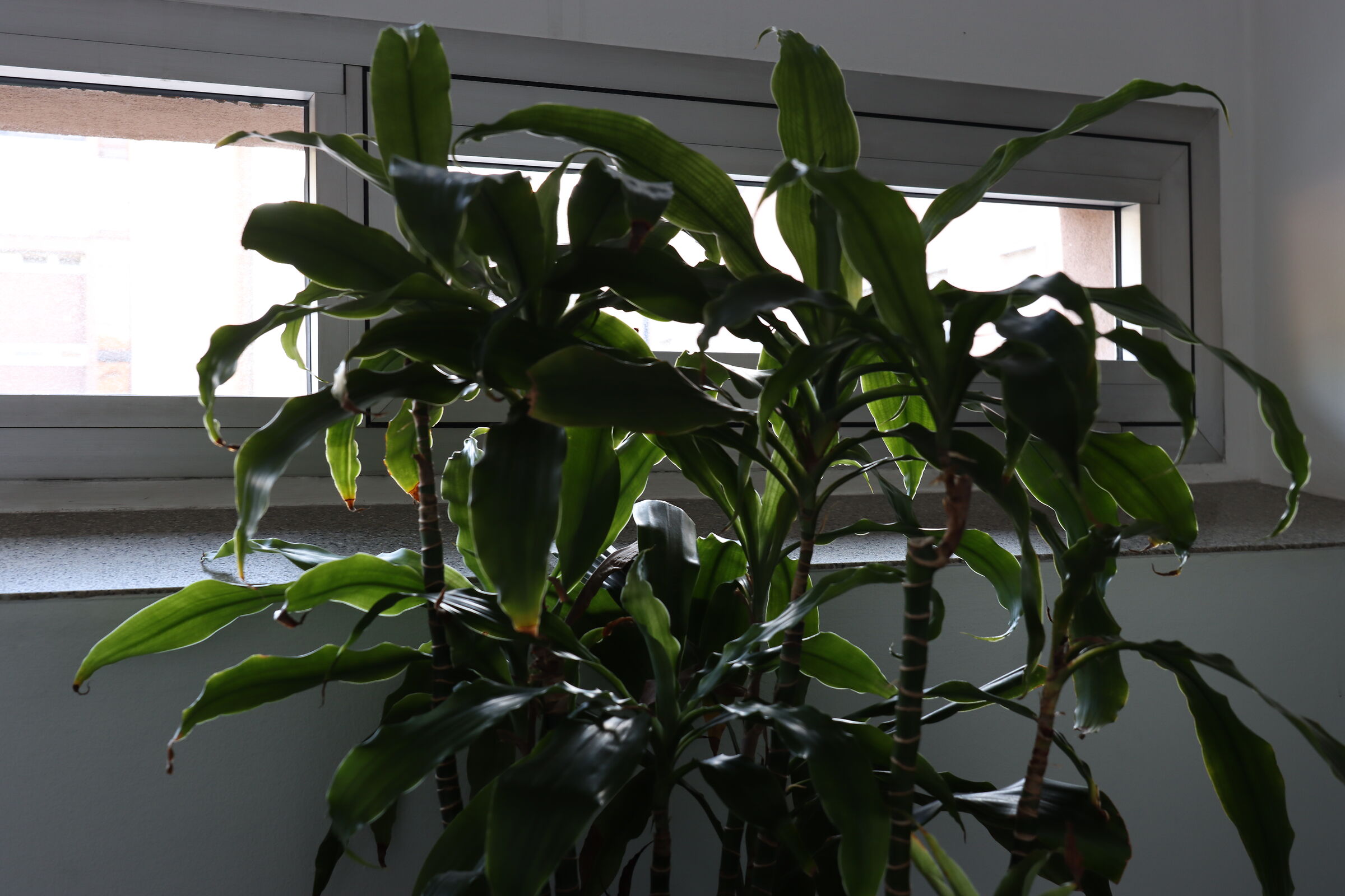 Canon Eos 90D Test Shots