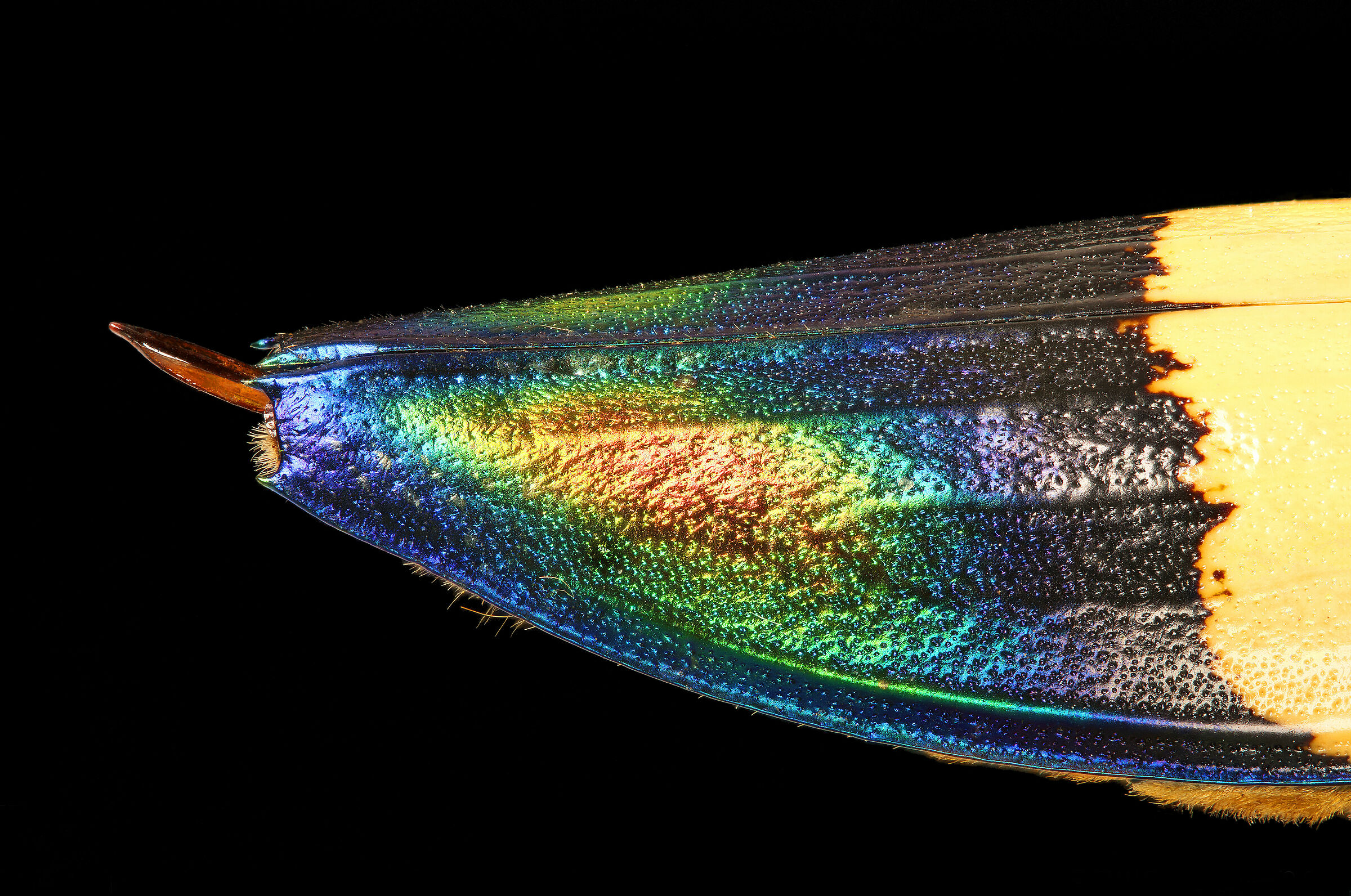 Chrysochroa tulgoeti