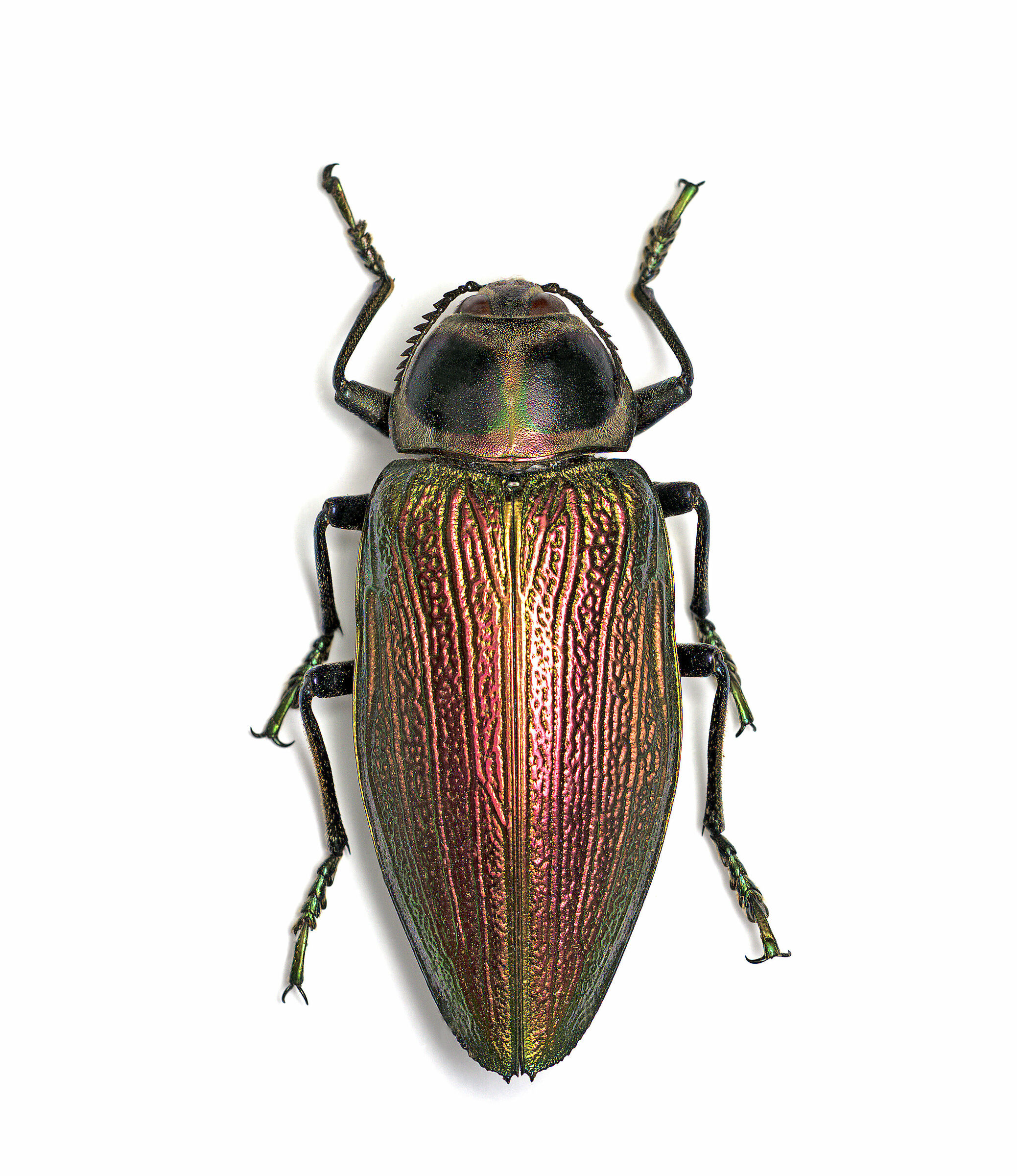 Euchroma gigantea