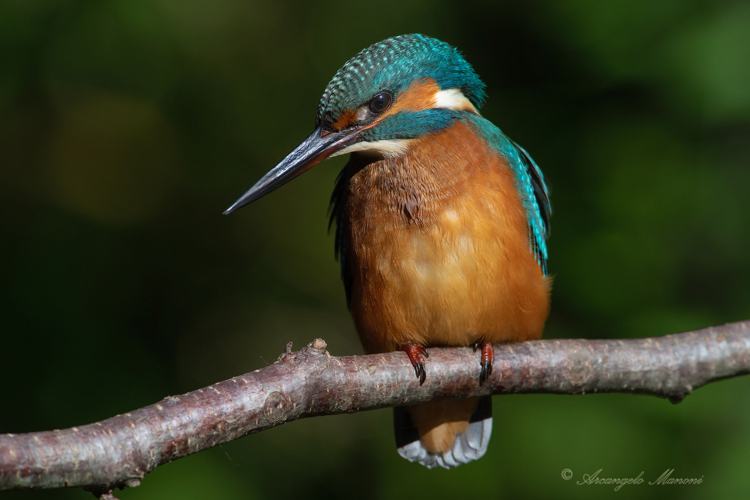 The King of the River