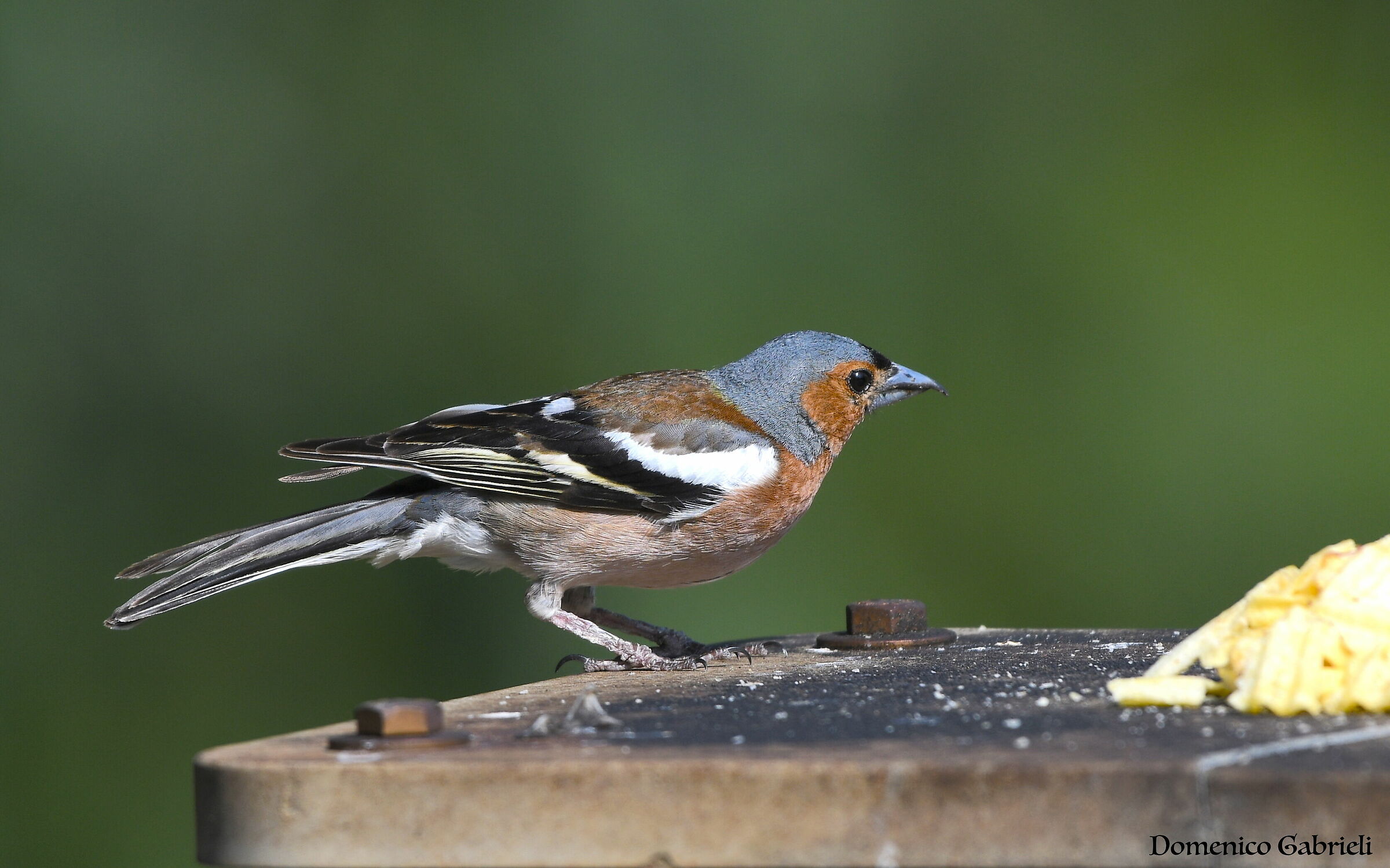 Chaffinch