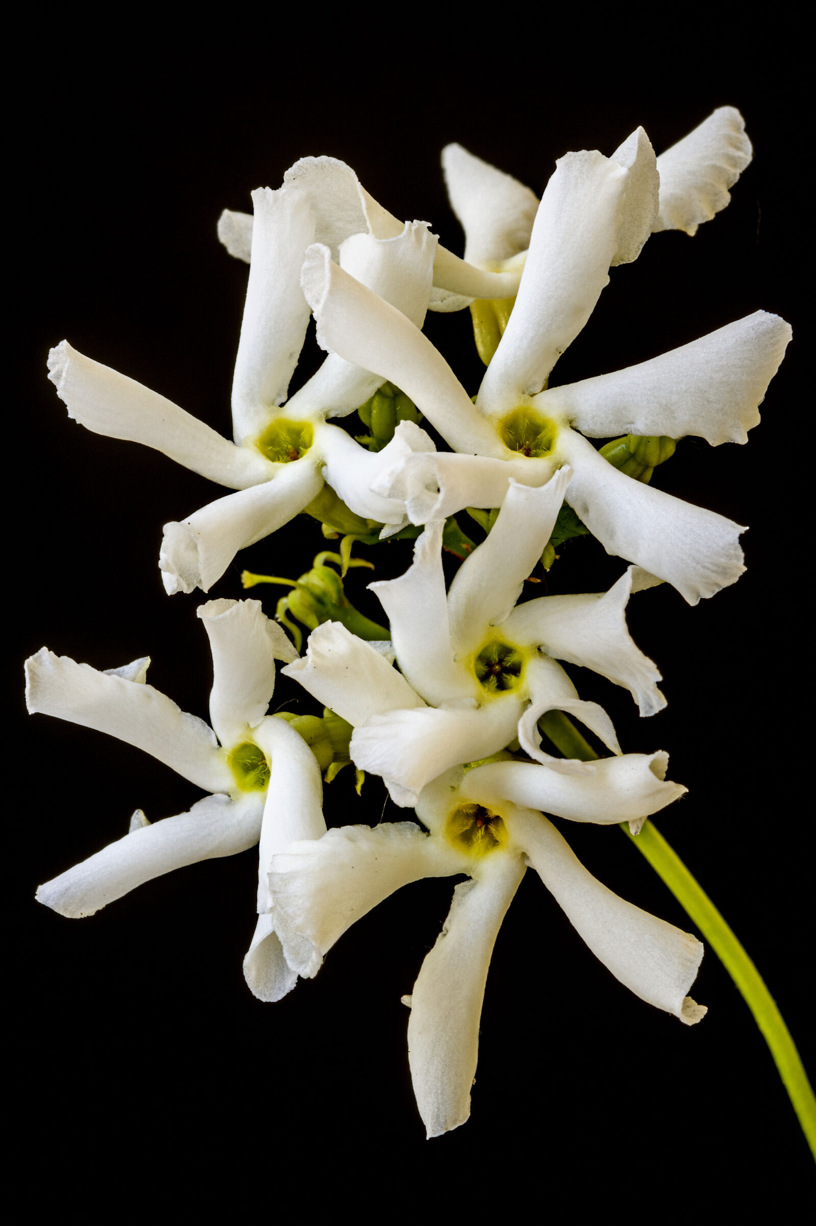 Il fiore più profumato